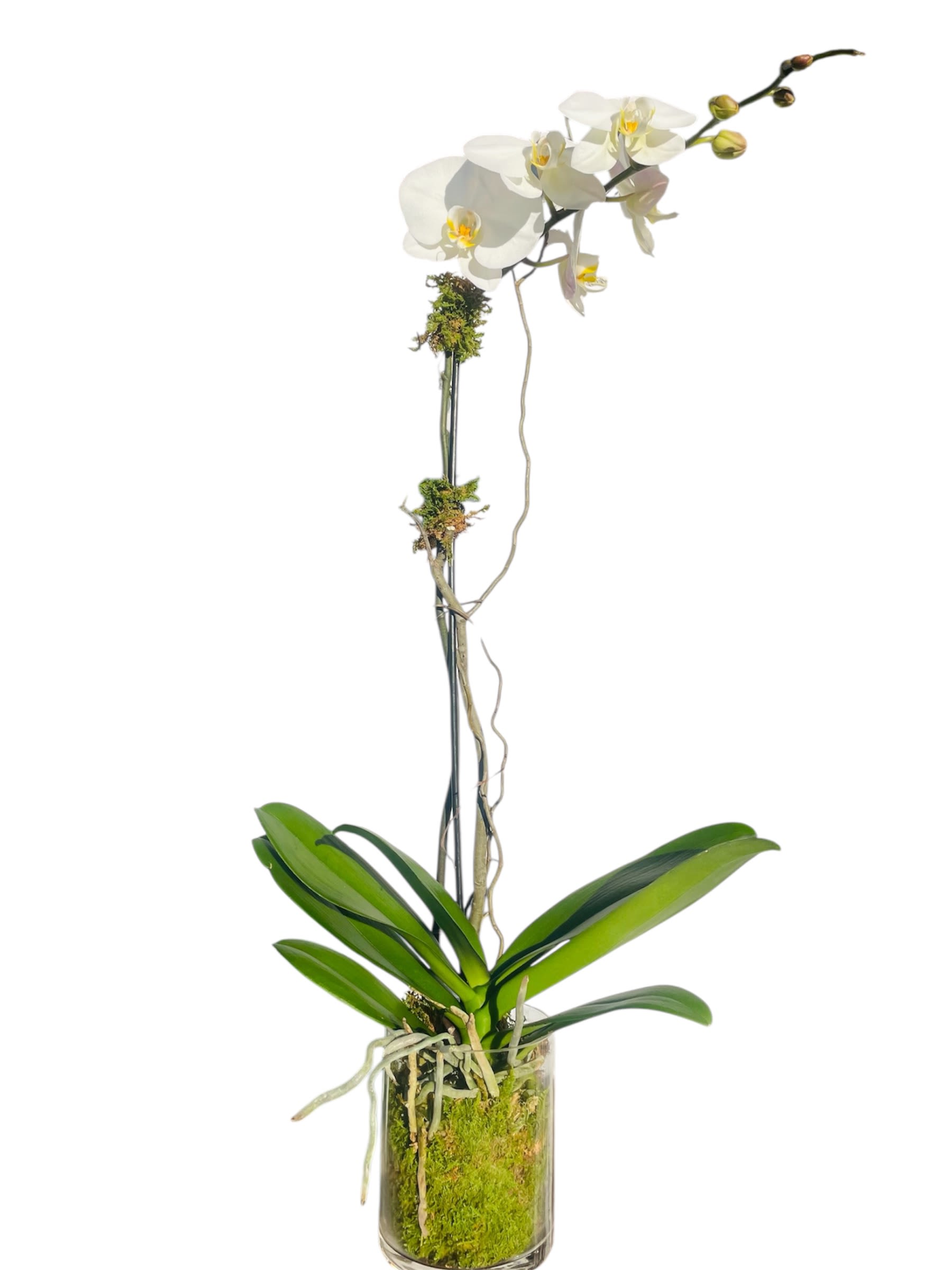 White orchid plant in a glass vase with moss