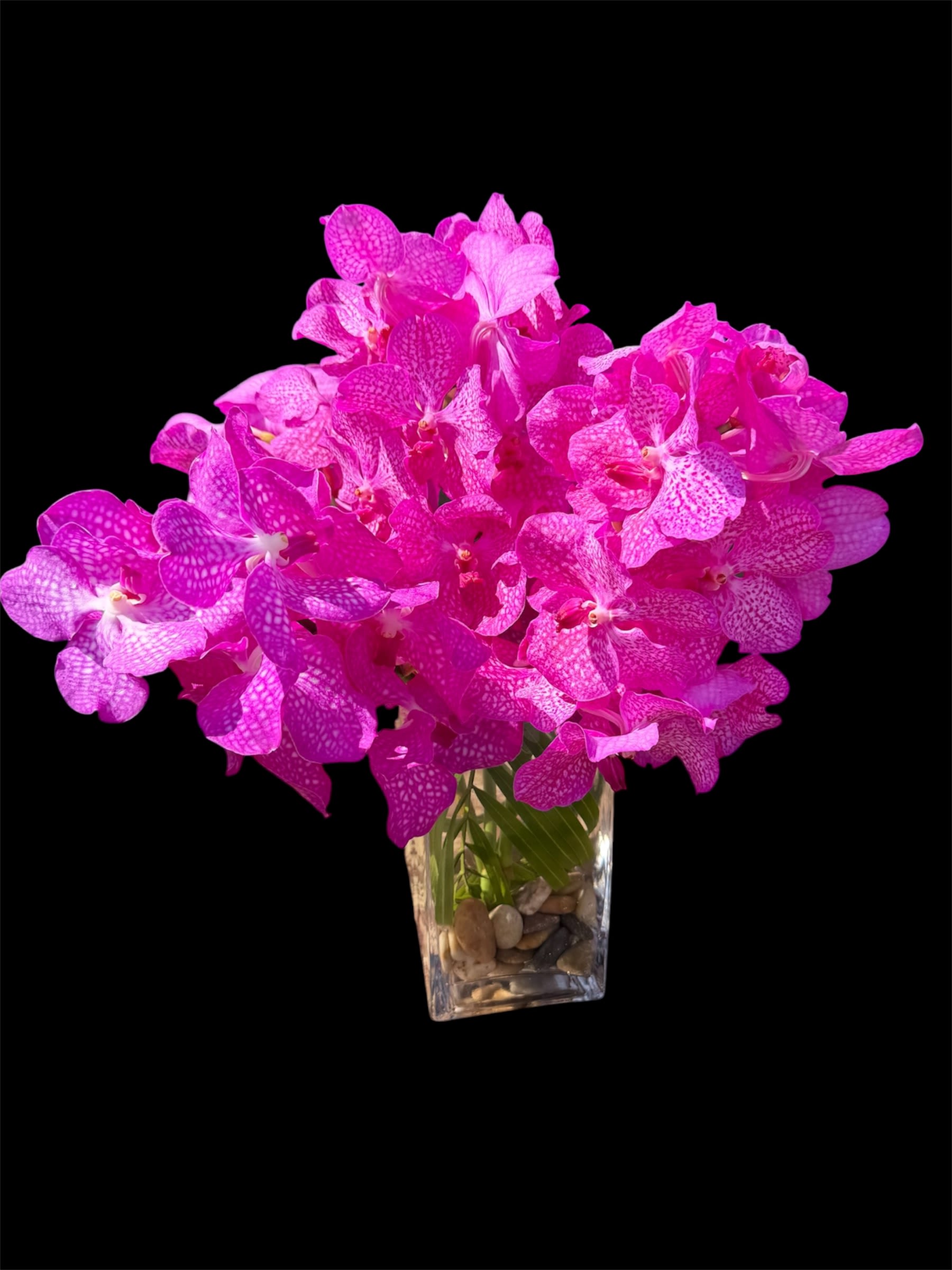 Queen Mom Vanda - Five vibrant hot pink Vanda stems arranged in a tall square vase, grounded with natural river rocks—an elegant tribute for Mother’s Day.