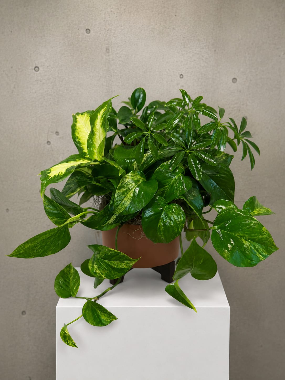 Potted green houseplant with trailing variegated leaves