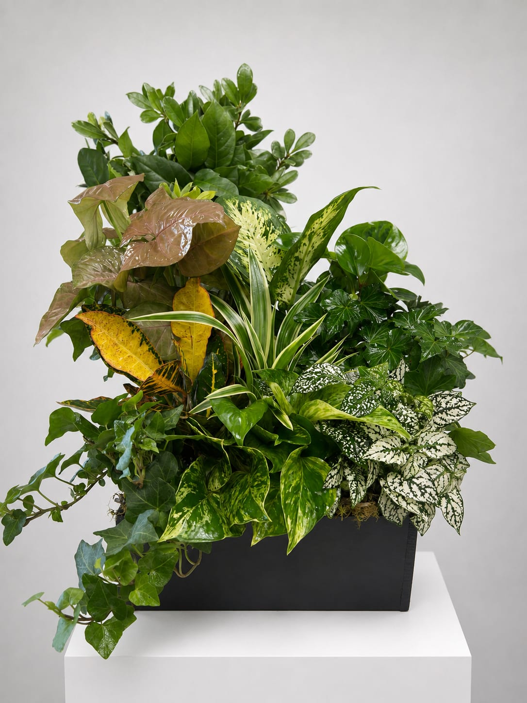 Mixed potted foliage arrangement in a black rectangular planter