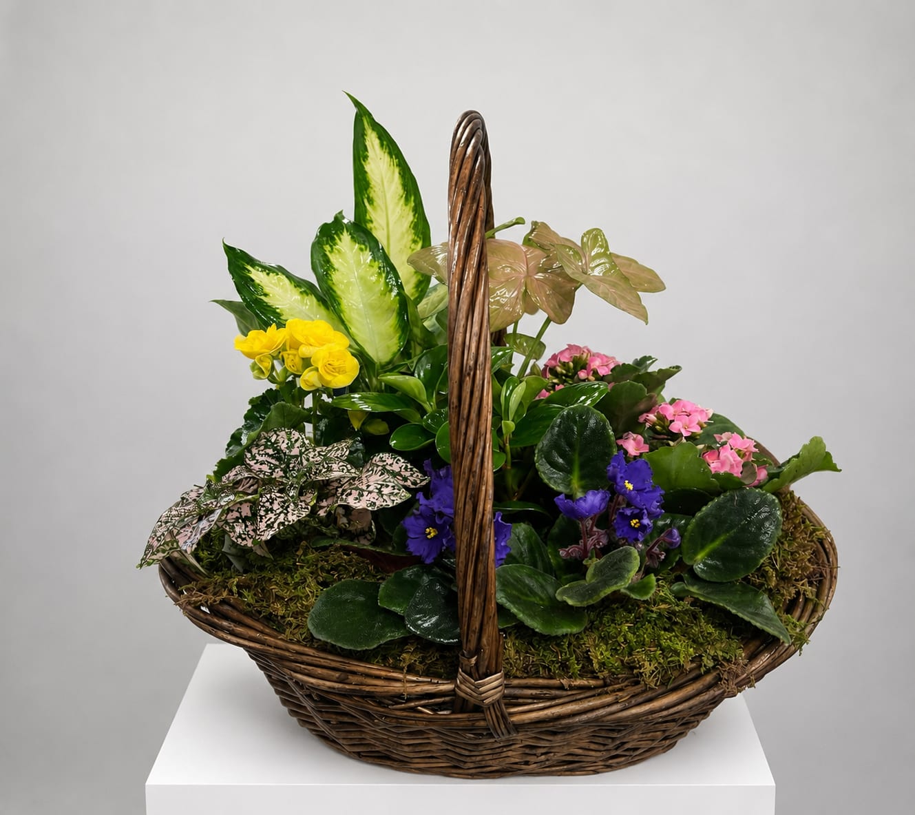 Mixed flowering plant basket in a wicker basket with a handle