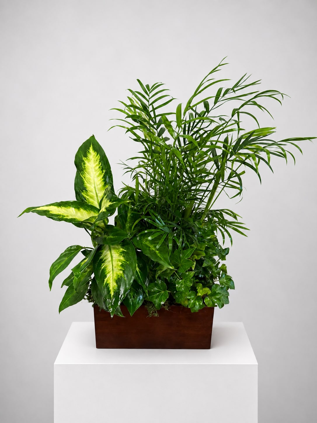 Mixed green houseplant arrangement in a rectangular wooden planter