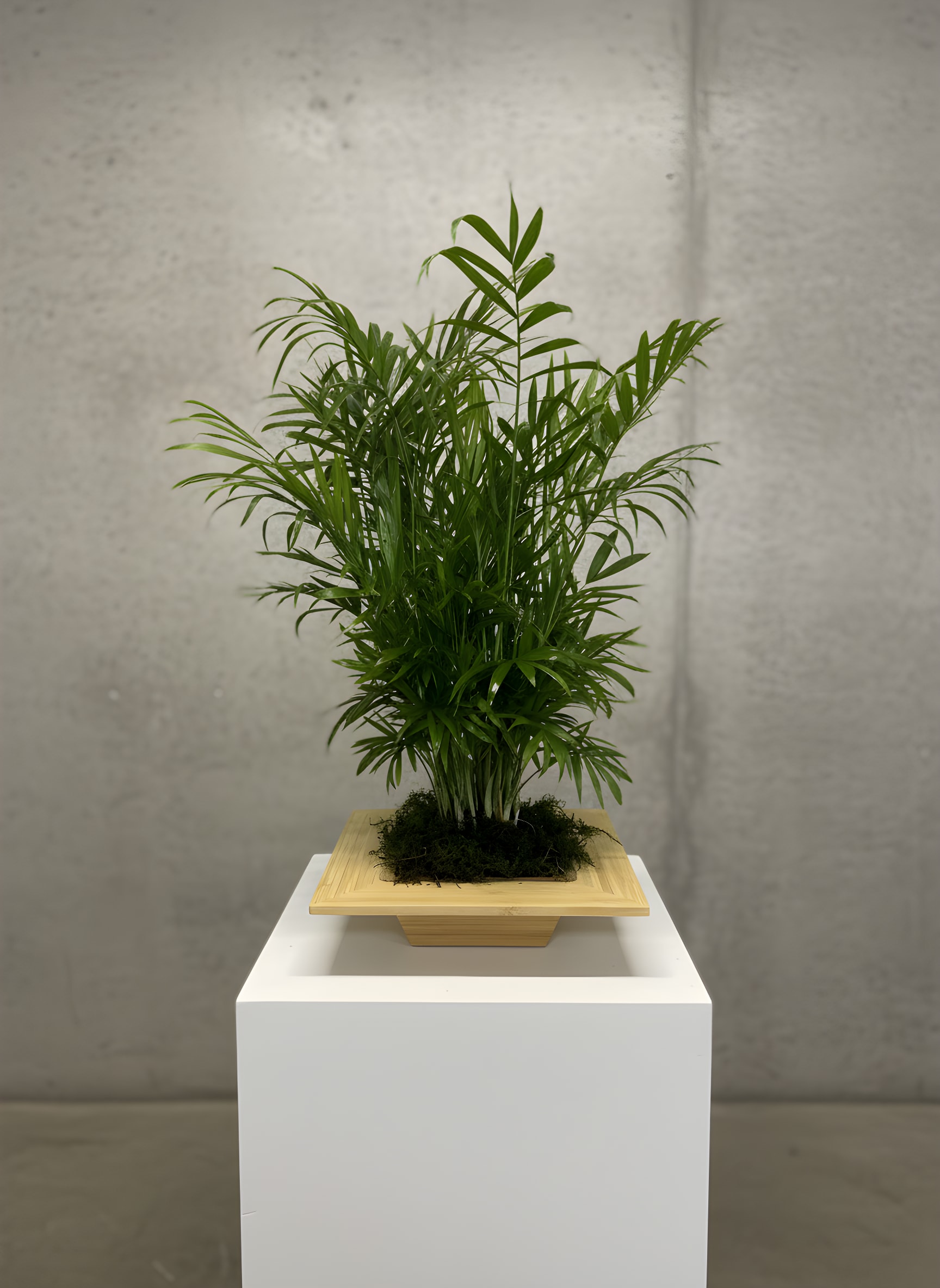 The Palm Parlour - Bring lasting greenery into any home or office with The Palm Parlour, a charming Parlor Palm presented in a modern wood planter. This easy-care indoor plant arrives in a 4-inch nursery pot, stands approximately 10 inches tall, and is perfect for desks, countertops, apartments, offices, or any space that could use a fresh, natural touch. Its graceful green fronds create a timeless look that complements any décor while helping brighten everyday living spaces.  Hand-selected by the designers at All Occasions Florist, your trusted Dallas florist, The Palm Parlour makes a thoughtful gift for birthdays, housewarmings, thank-you gifts, sympathy, get well wishes, congratulations, or just because. We proudly offer same-day plant delivery in Dallas, TX, and surrounding communities on qualifying orders.  Plant Care: Place in bright, indirect light and water when the top inch of soil feels dry. Avoid direct afternoon sun and overwatering for best results.  Please note: This plant is delivered in a 4-inch pot and measures approximately 10 inches tall. As a living plant, natural variations in size, fullness, and appearance should be expected. Decorative containers and moss may vary slightly based on availability while maintaining the overall style and value of the design.