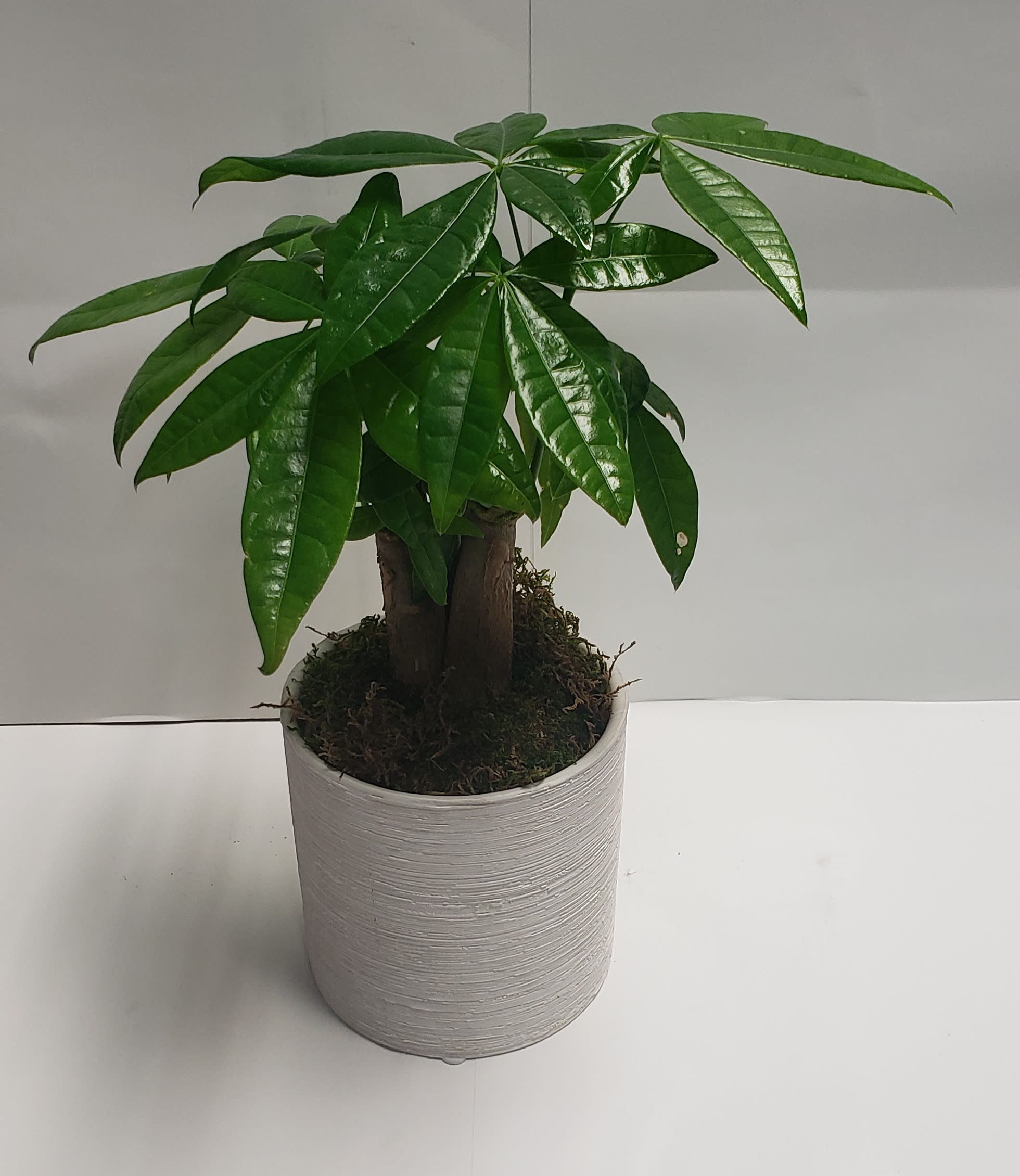 Potted money tree plant in a white ceramic pot