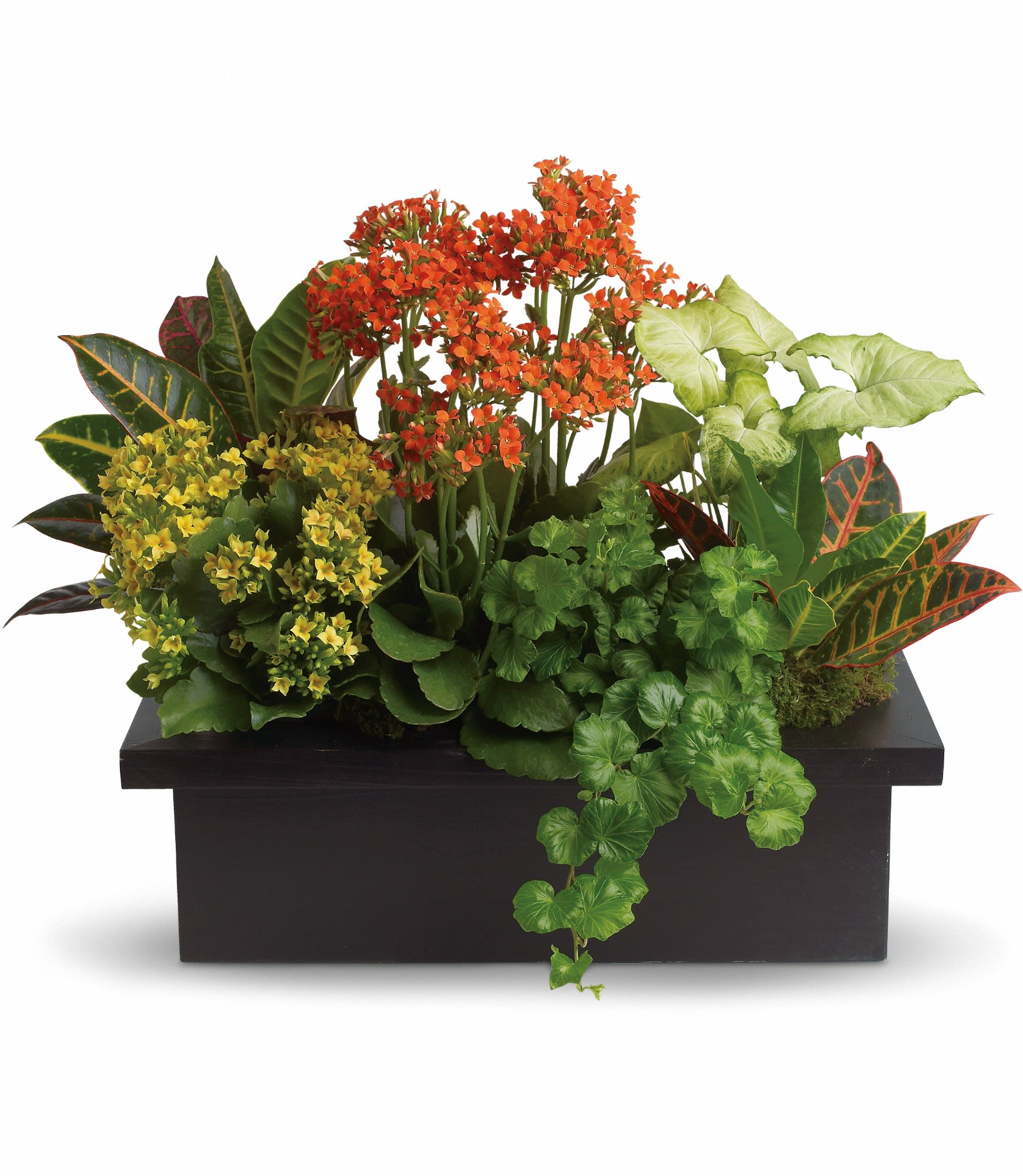 Stylish Plant Assortment - What a magical mix of flowering and green plants! This stylish plant assortment is simply stunning. The mix of colors and textures will make any room come alive!  Goldfinger crotons, bright yellow and orange kalanchoes along with green nephthytis and ivy are delivered in a modern black container. Stylish beyond words!  Approximately 23" W x 18" H  Orientation: All-Around      As Shown : T106-3A  