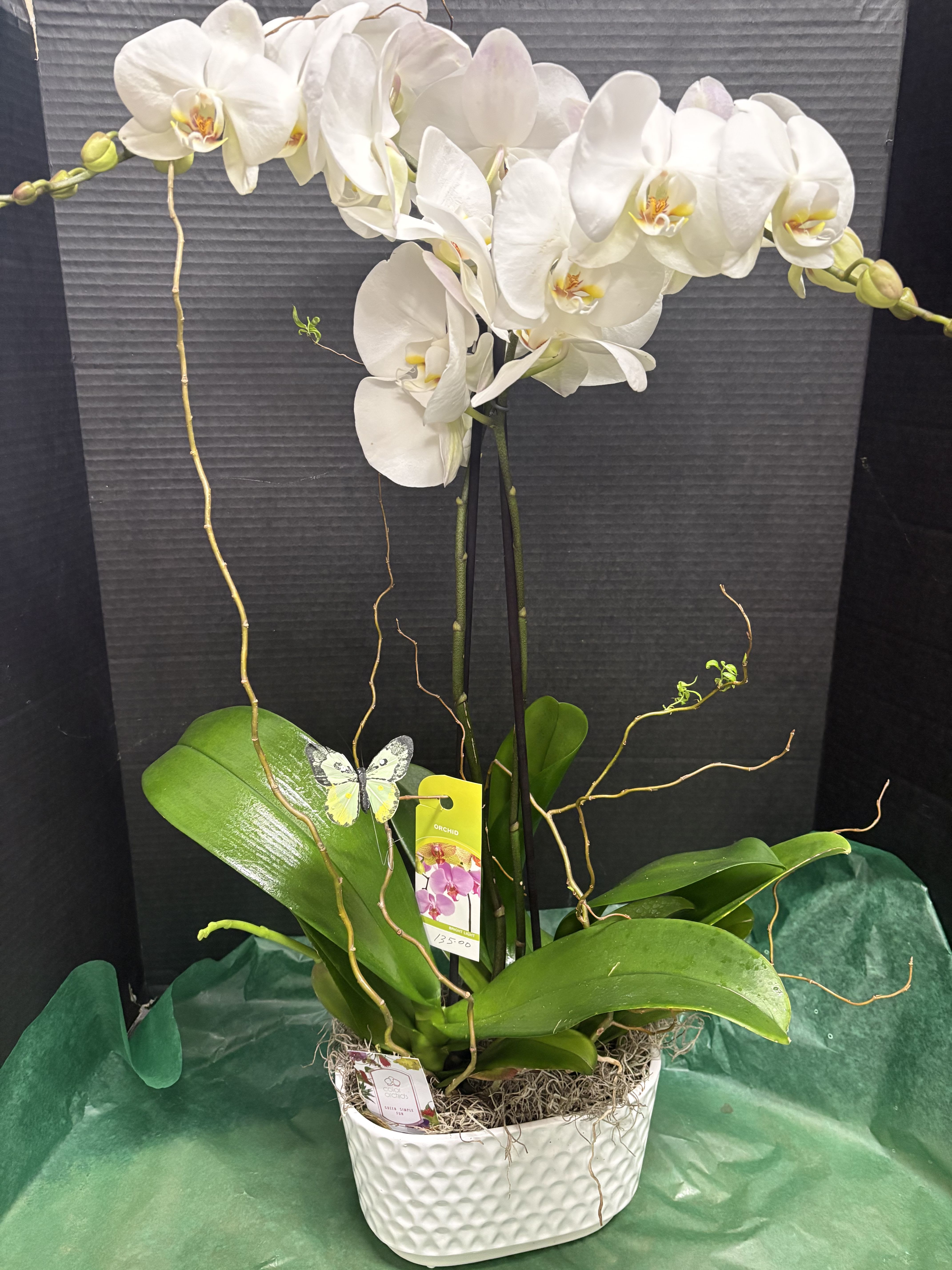 White orchid plant in a white textured pot
