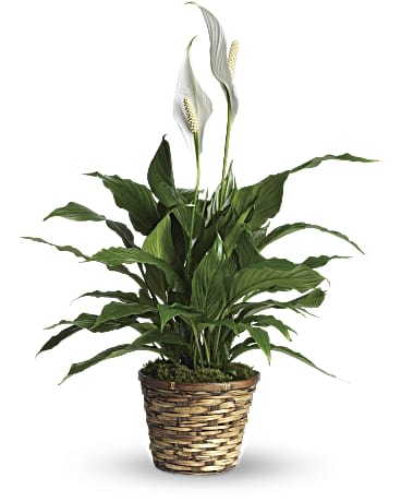 Potted peace lily with white blooms in a woven basket