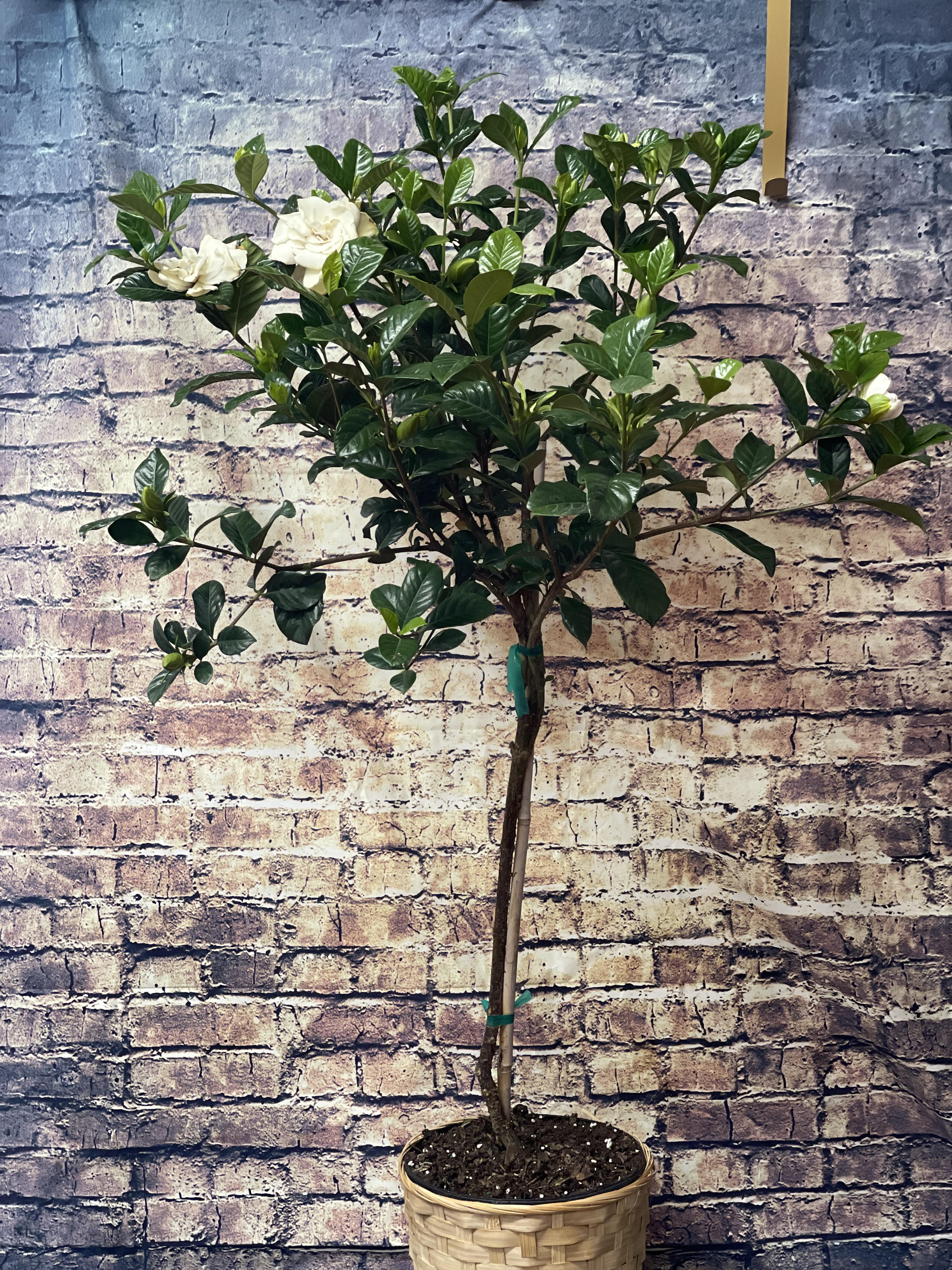 Potted flowering plant with white blooms and glossy dark green leaves
