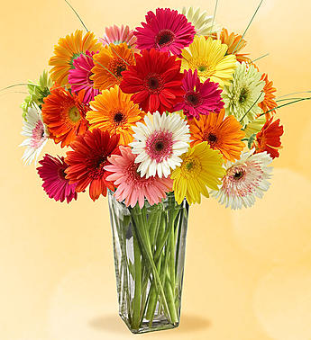 Colorful gerbera daisies arranged in a clear glass vase
