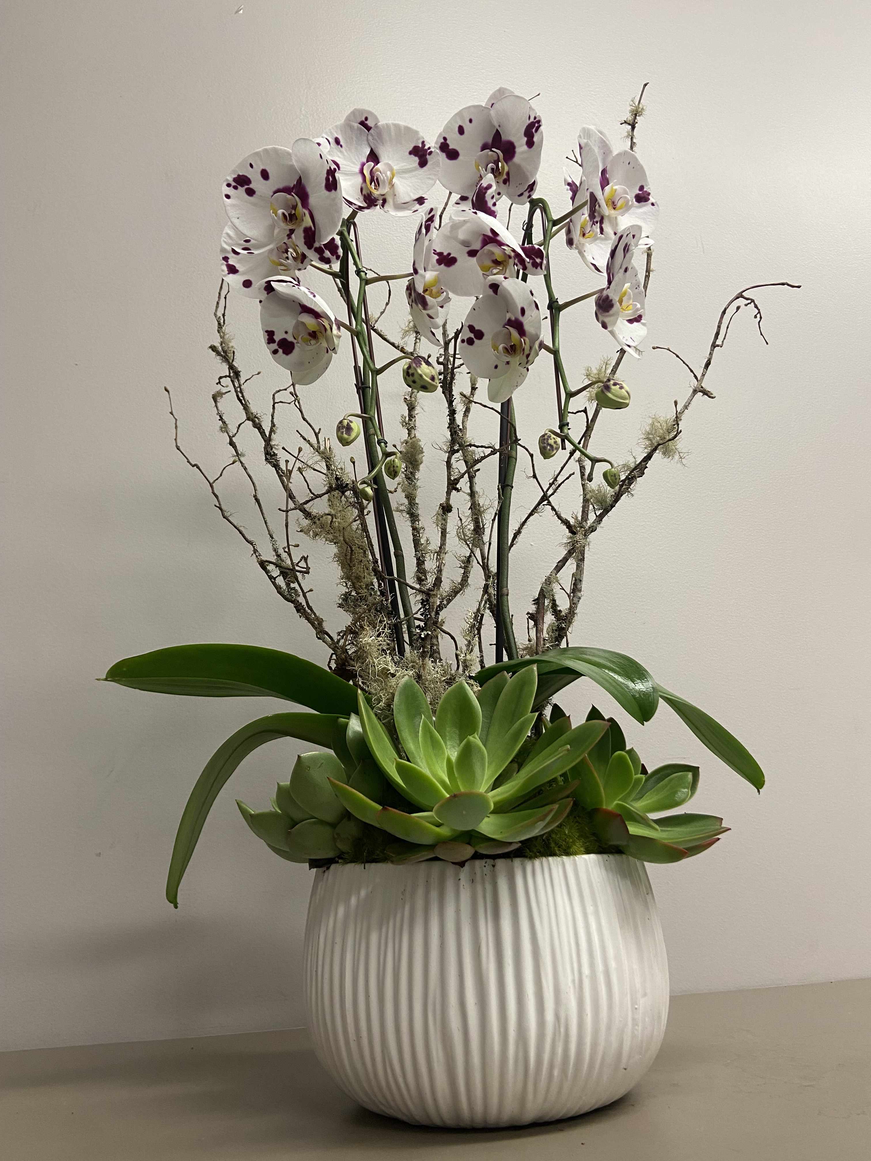 Potted display of white and purple orchids with green succulents in a white ceramic pot.