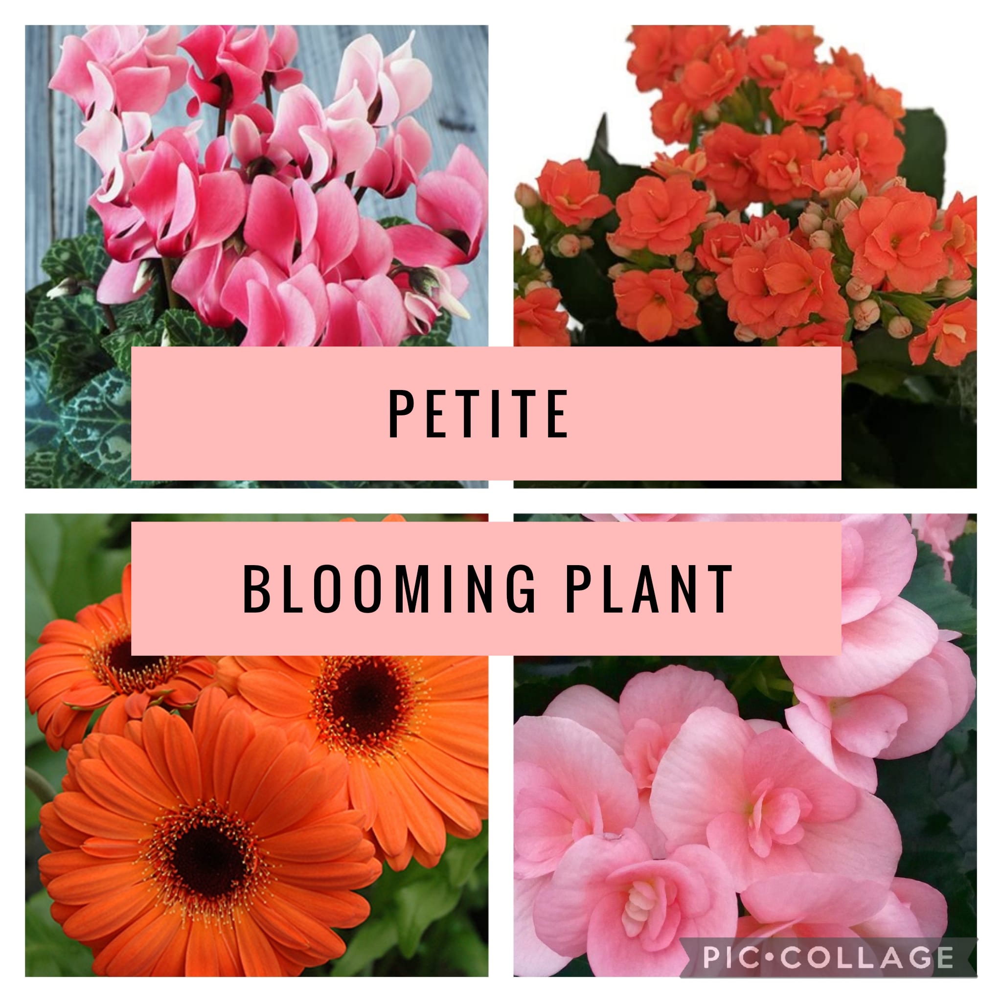 Colorful Blooming Plant - Petite - Plant measures approx. 7" tall x 5" wide and will arrive in a decorative container.  **Color and plant availability varies so request your preferred color in the special instructions and we'll do our best to accommodate with what's in stock.**