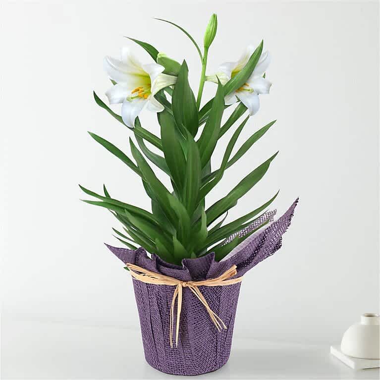 Potted white lily plant with tall green foliage in a purple wrapped pot tied with raffia.