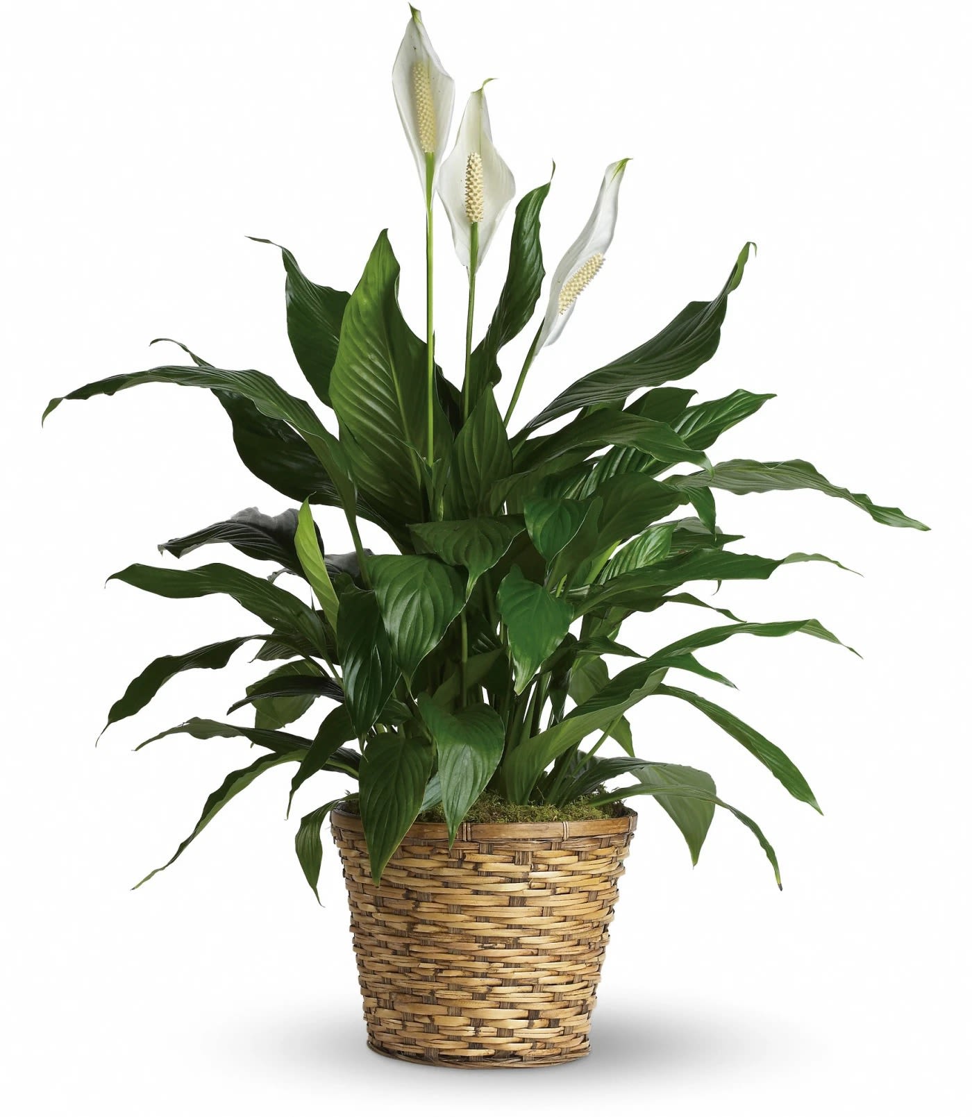 Potted peace lily with white blooms in a woven basket planter
