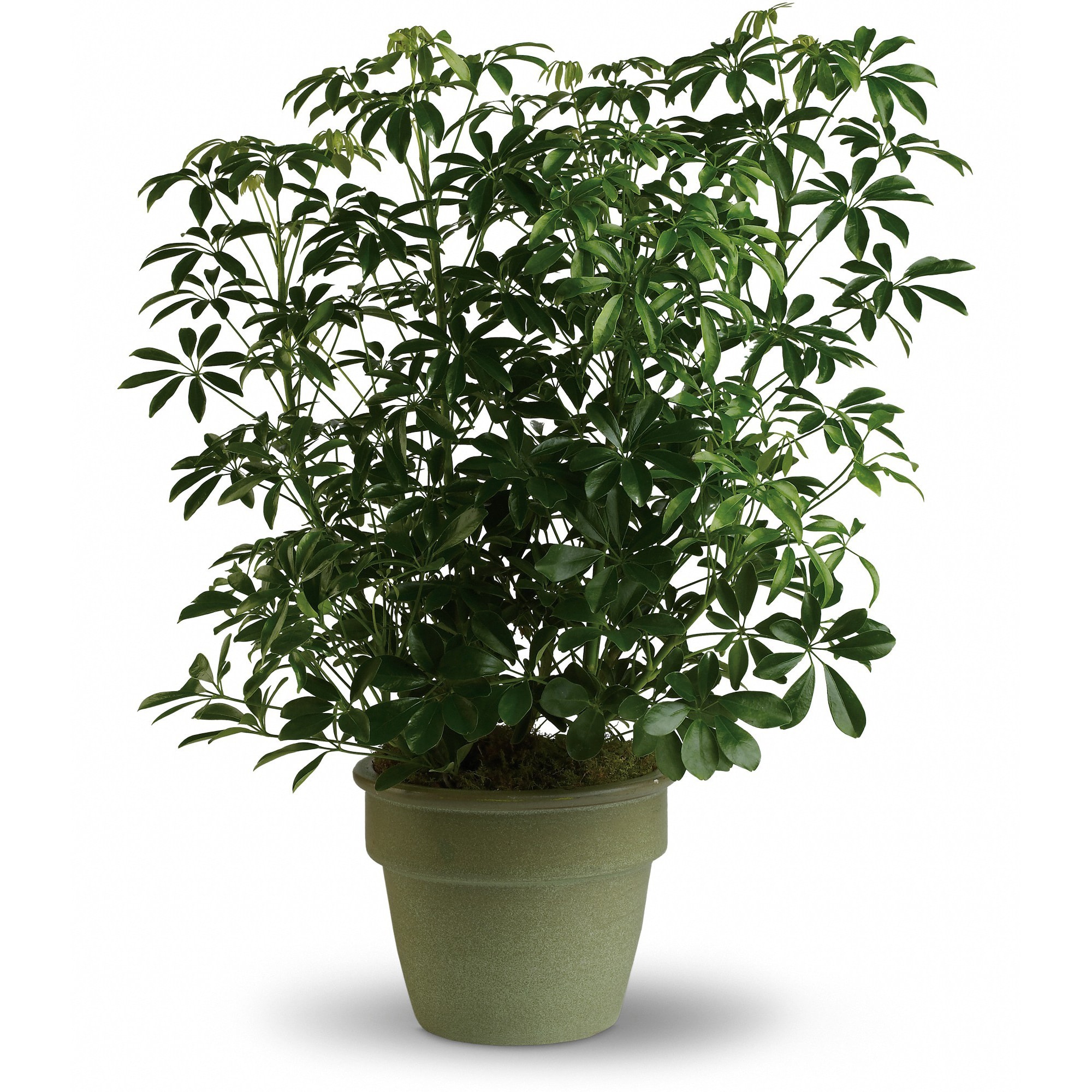 Amazing Arboricola  - Also known as the umbrella plant due to its lovely arching leafy branches, this is an amazing gift. It can last for years and lend its graceful beauty to any home or office.  Standing almost three feet tall in its olive green ceramic planter, this arboricola is a natural.  Approximately 27" W x 34 1/2" H  Orientation: N/A      As Shown : T104-3A  