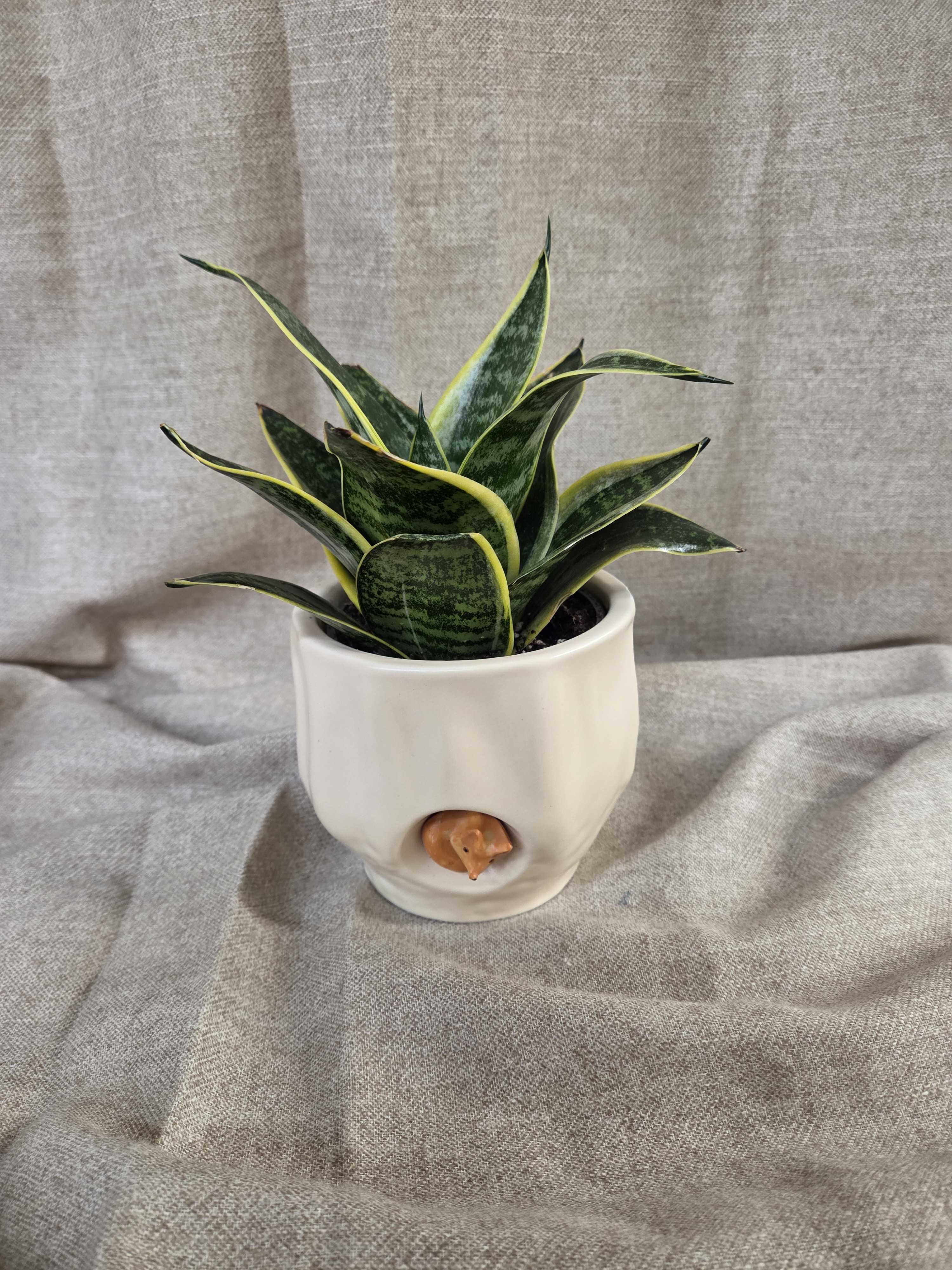 Snake plant in a white ceramic pot with a small cat face detail