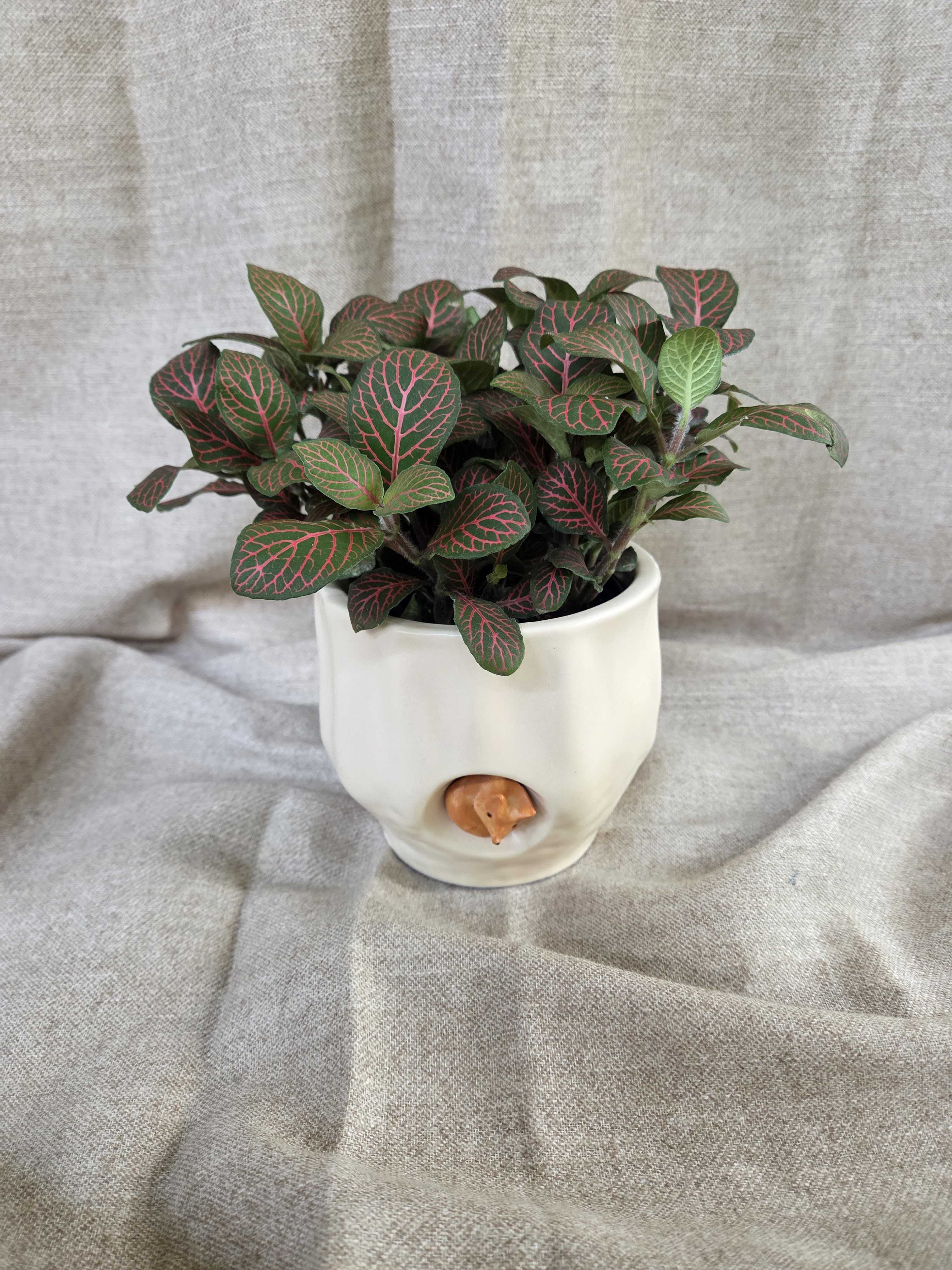Potted plant with dark green leaves and pink veins in a white ceramic pot
