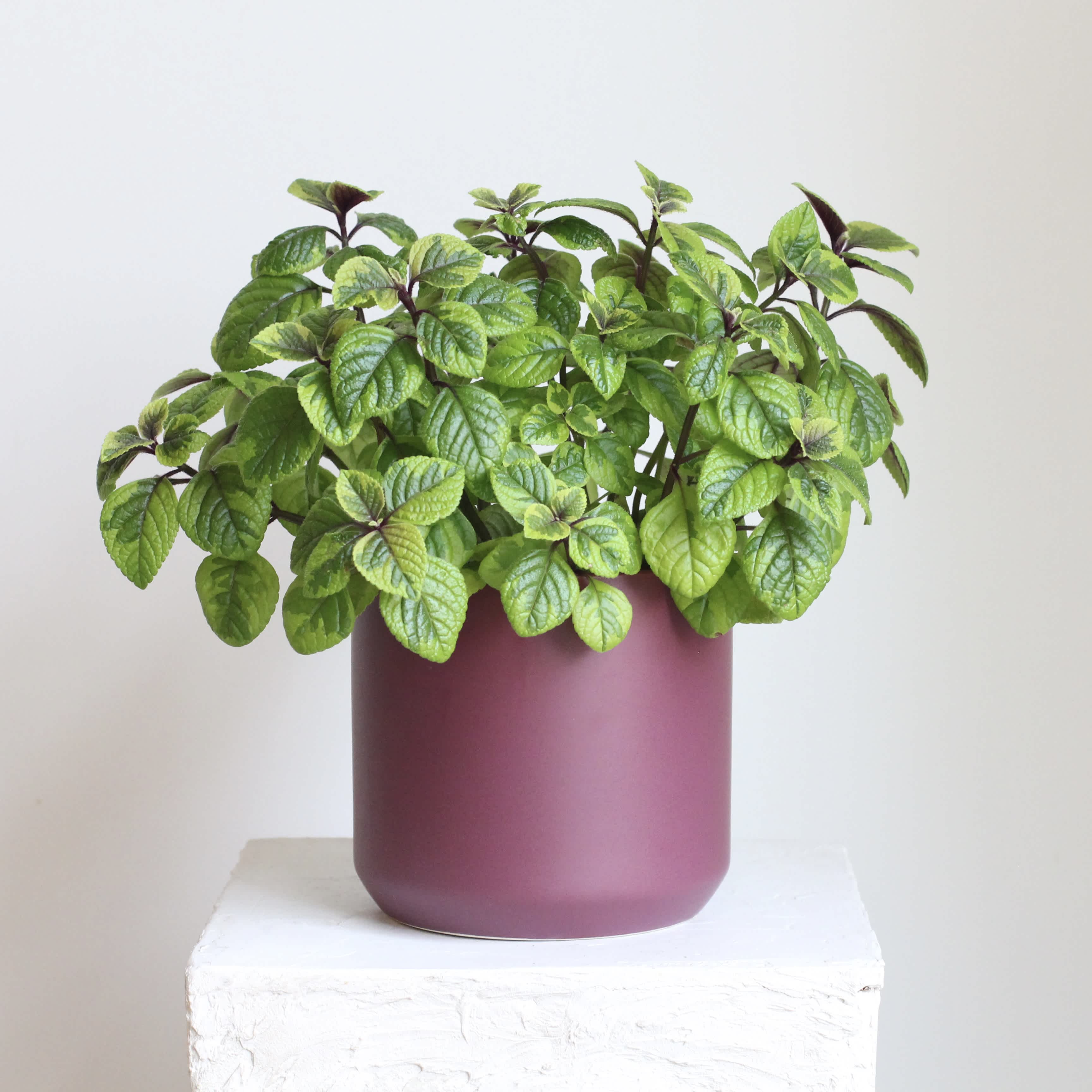 Potted green plant in a matte purple container
