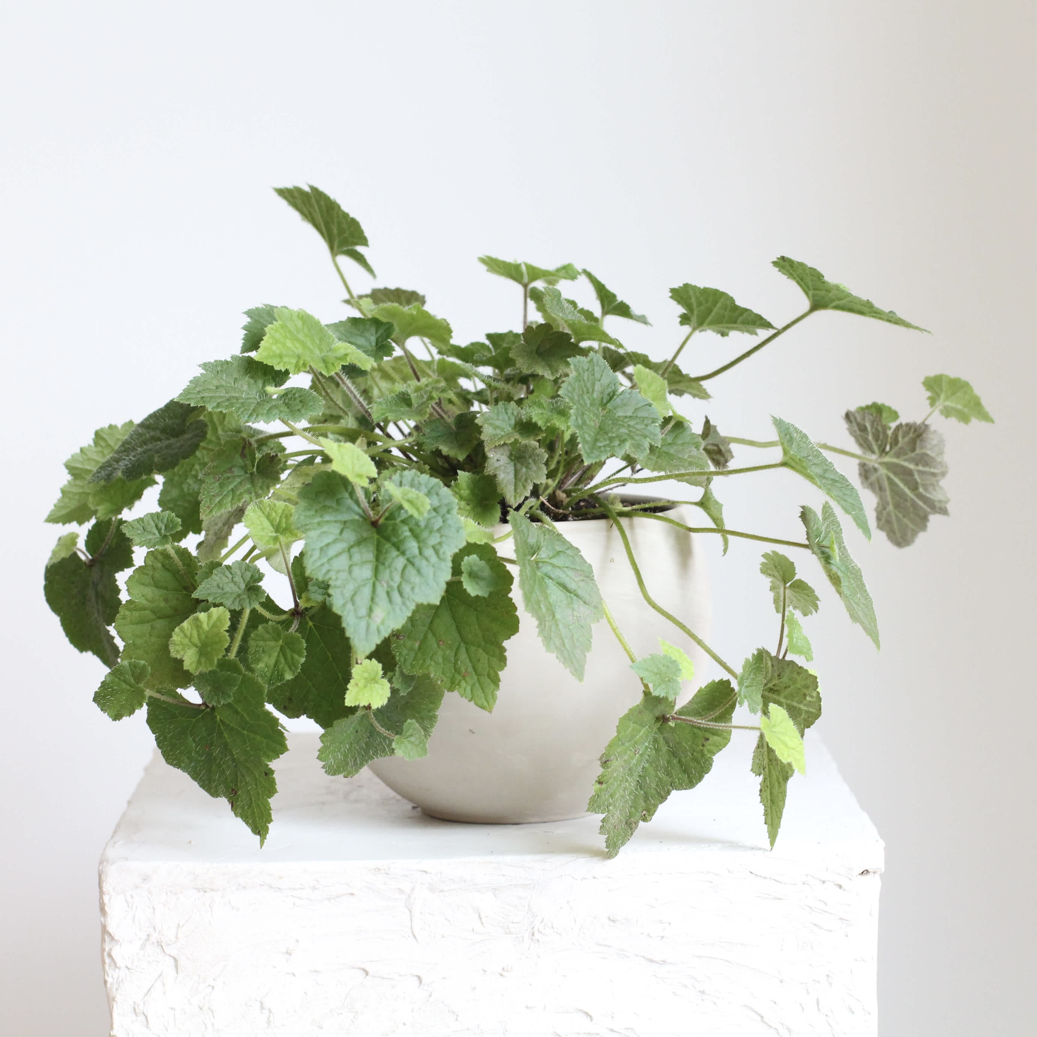 Potted green plant with trailing serrated leaves in a white ceramic pot