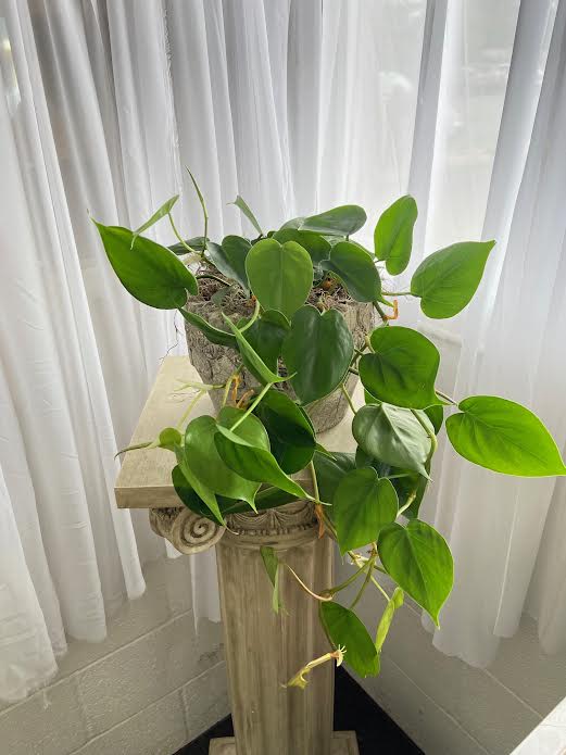 Potted trailing green houseplant in a textured planter on a pedestal