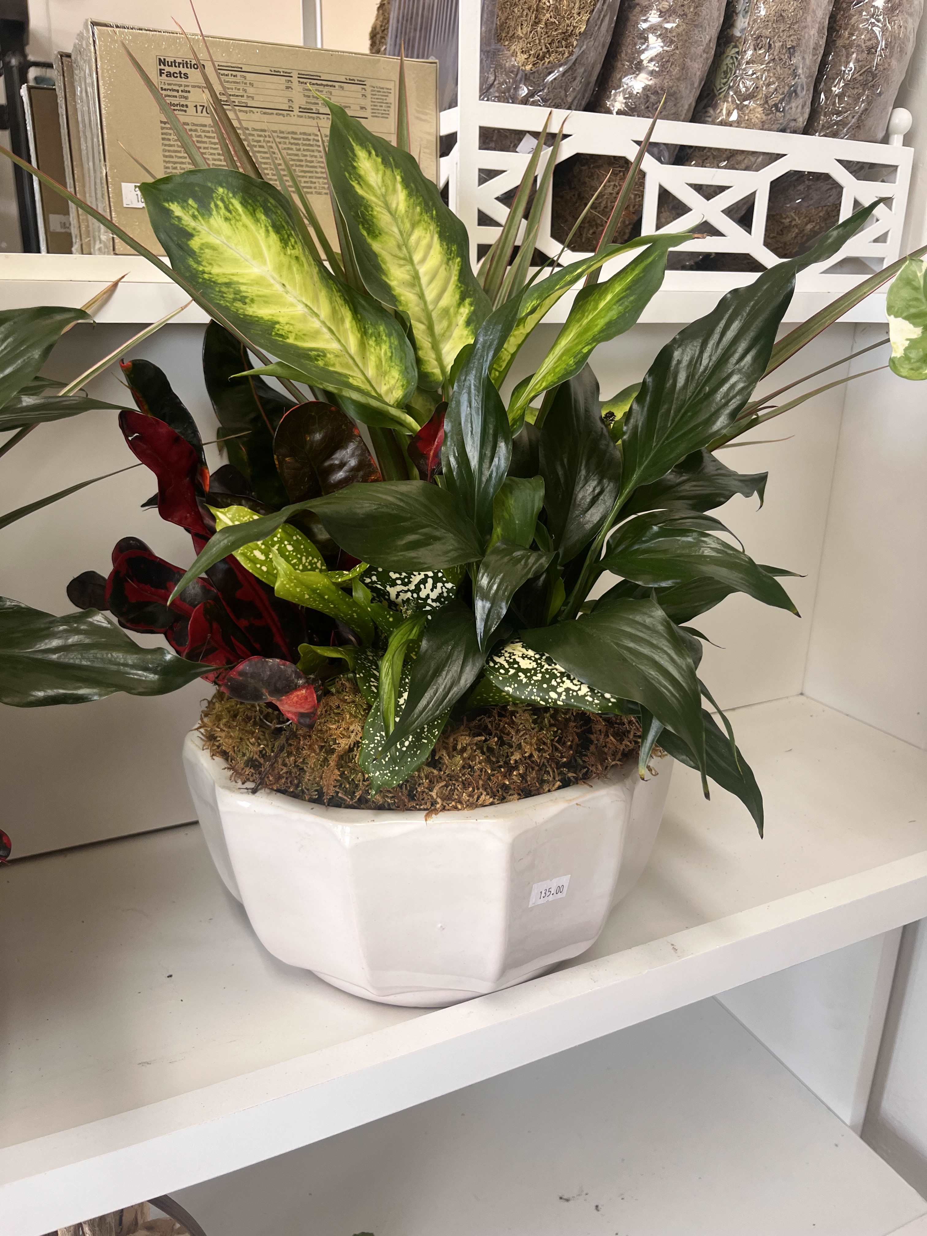 Mixed potted tropical foliage arrangement in a white planter