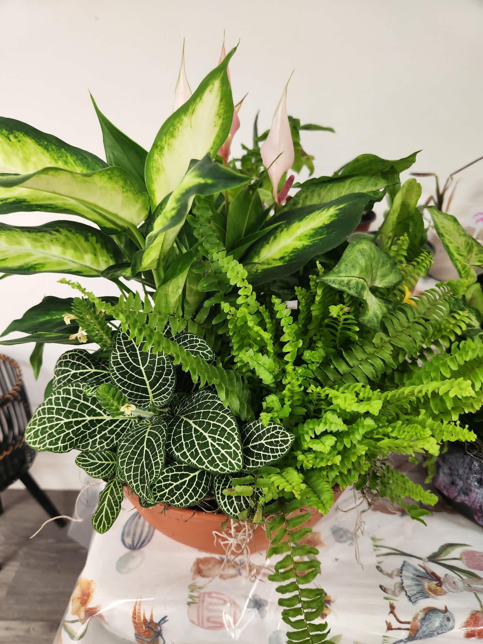 Mixed potted houseplants with broad variegated leaves and ferns