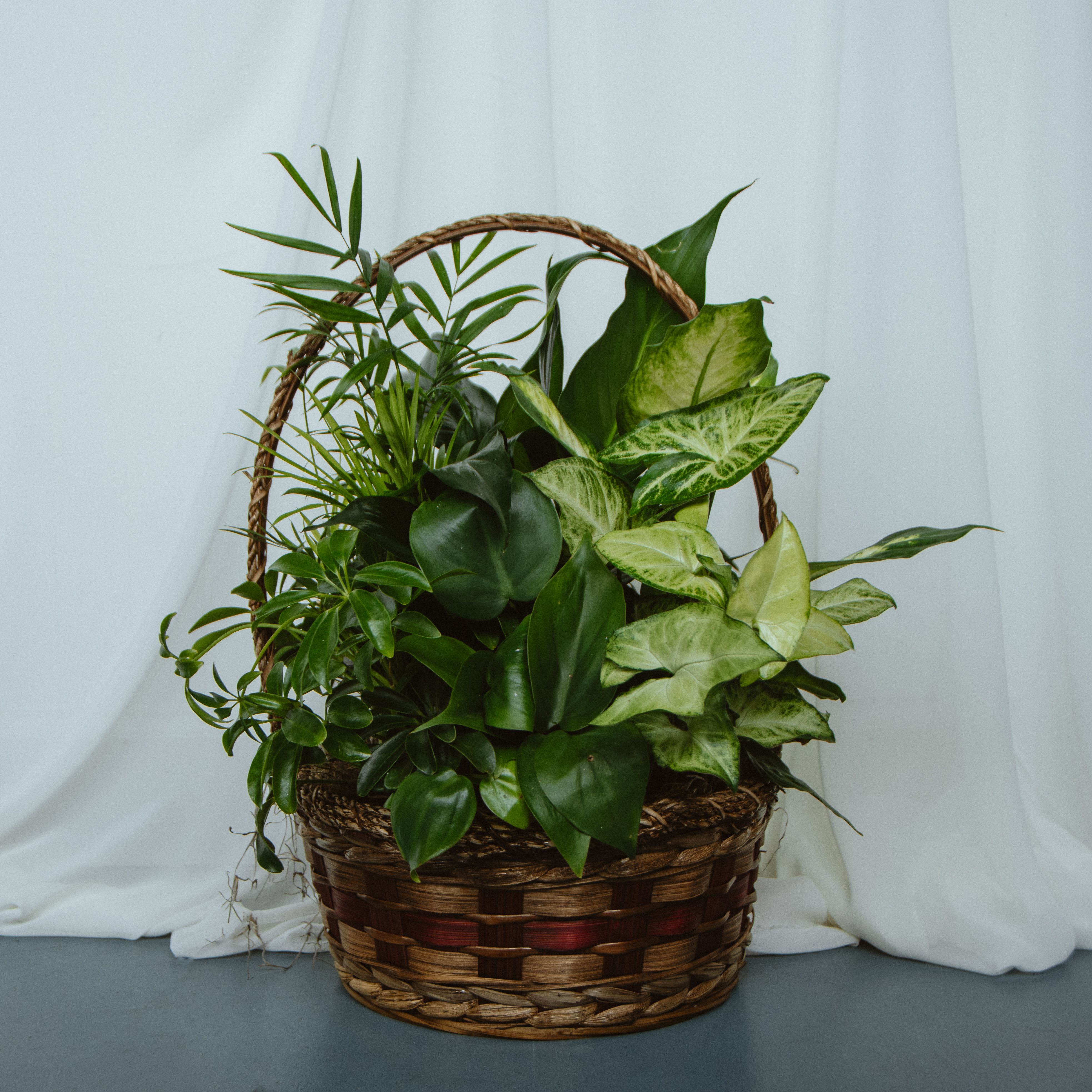 Basket Garden 10in  - Assorted plants in a 10in basket.  Plant types as basket color/design may vary.