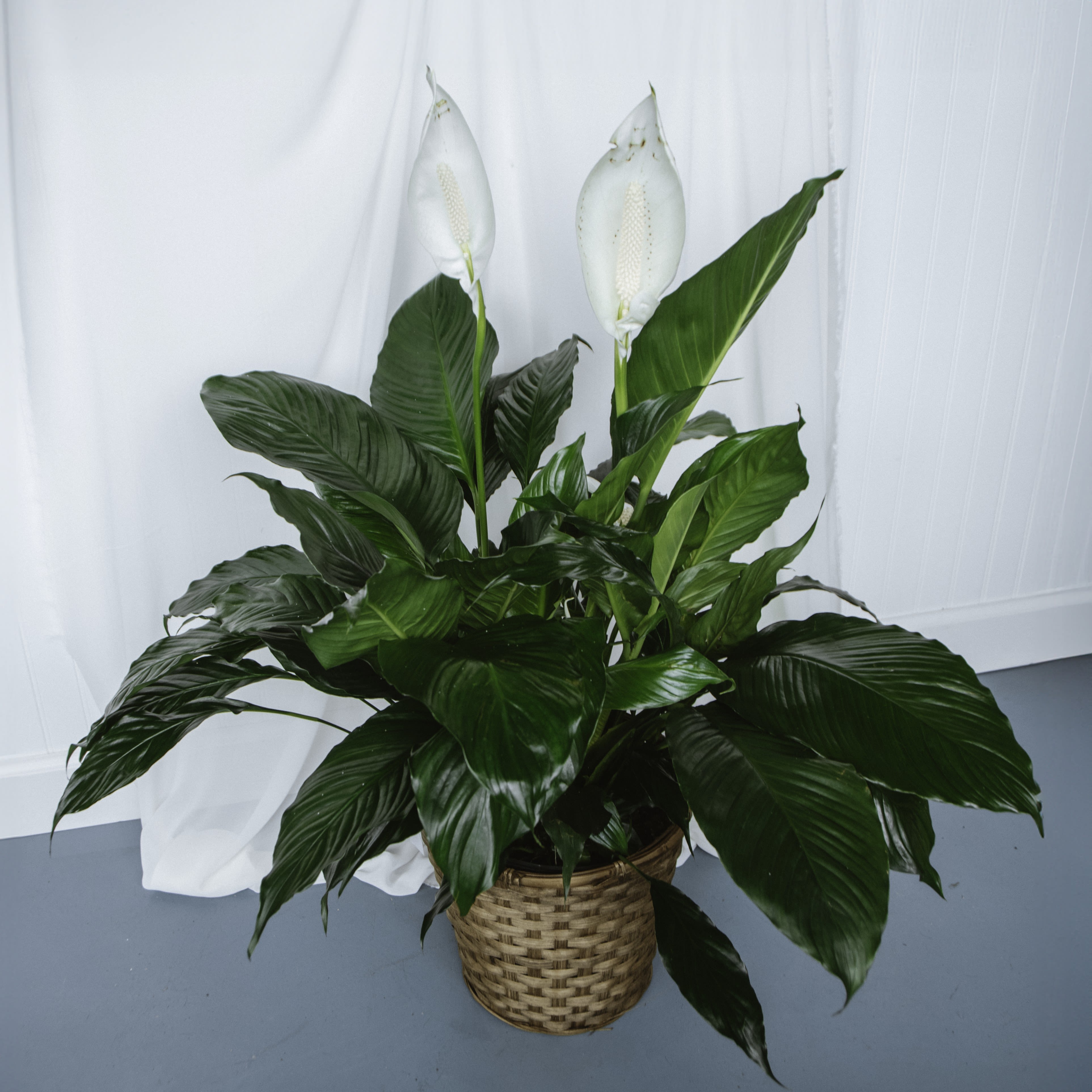 Peace Lily 8in - Peace Lily Plant in an 8in pot.  Container may vary in color/design. 