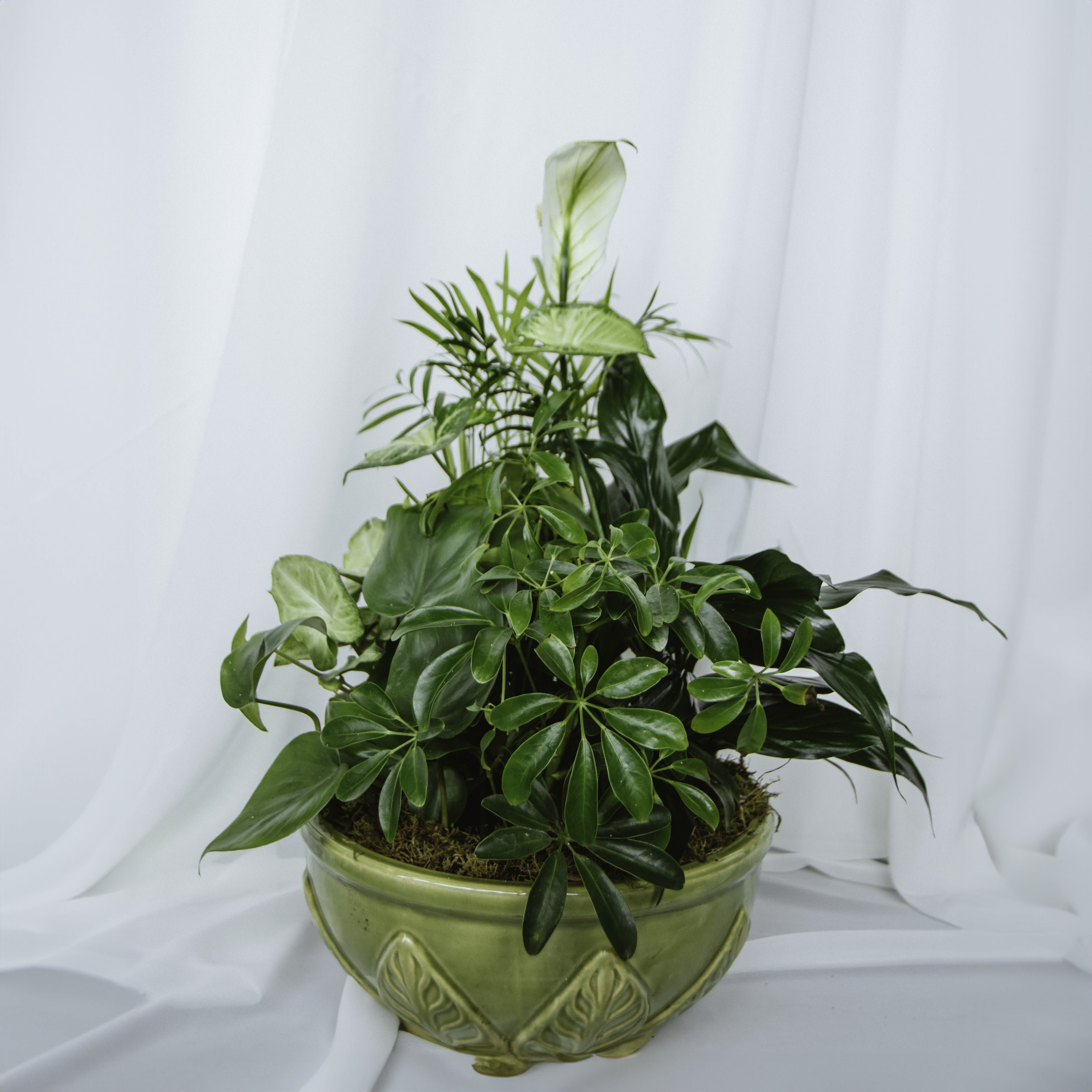 Ceramic Dish Garden 10in - Assorted plants in a 10in decorative ceramic container.  Plant types and container color/design may vary.