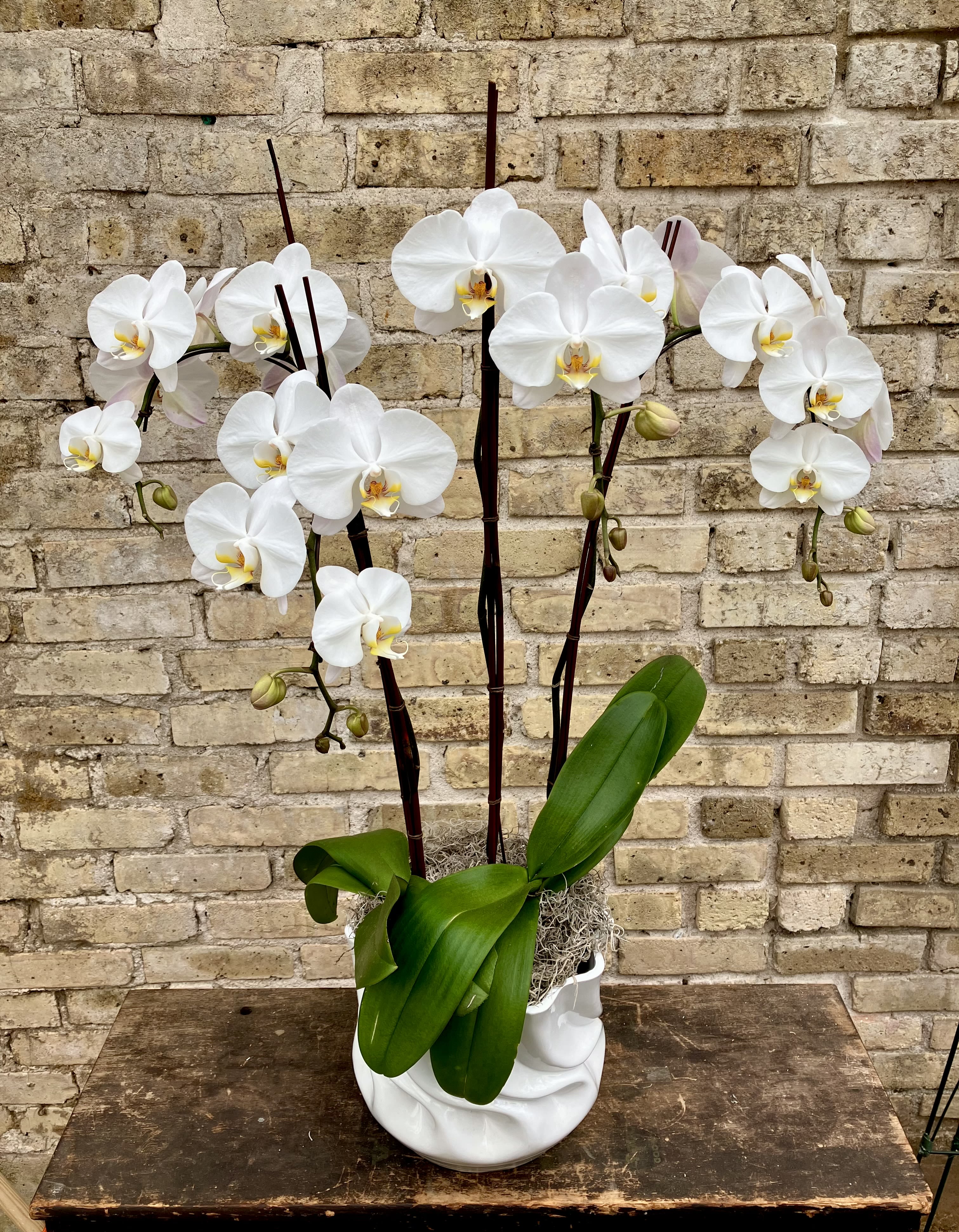 White orchids in a white ceramic pot with broad green leaves