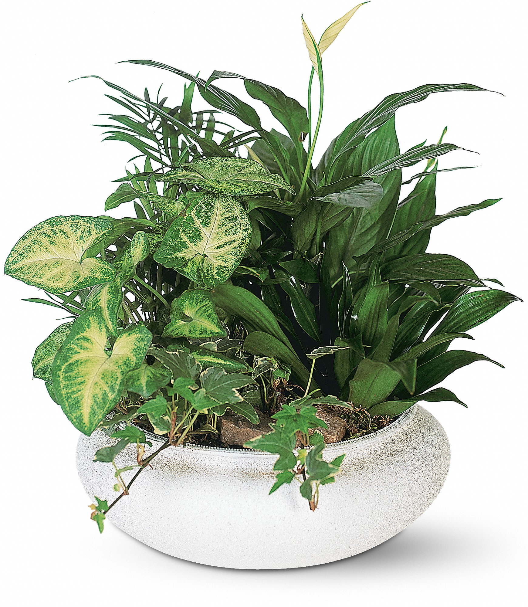 Assorted green houseplants in a low white ceramic bowl planter