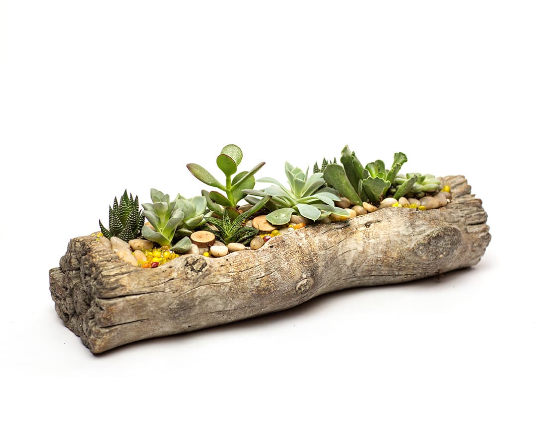 Succulent arrangement in a hollow log planter