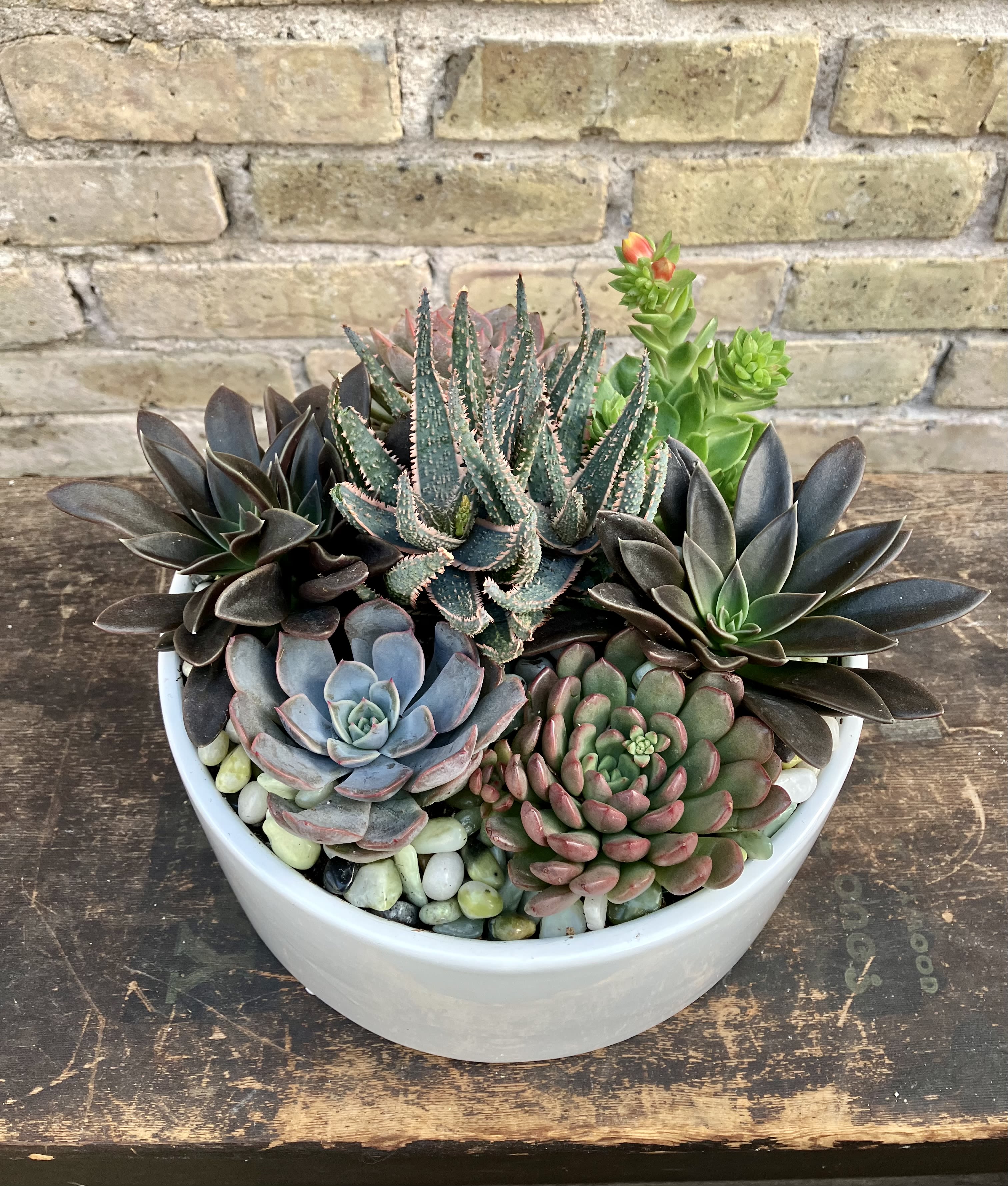 Succulent arrangement in a white bowl planter with decorative stones