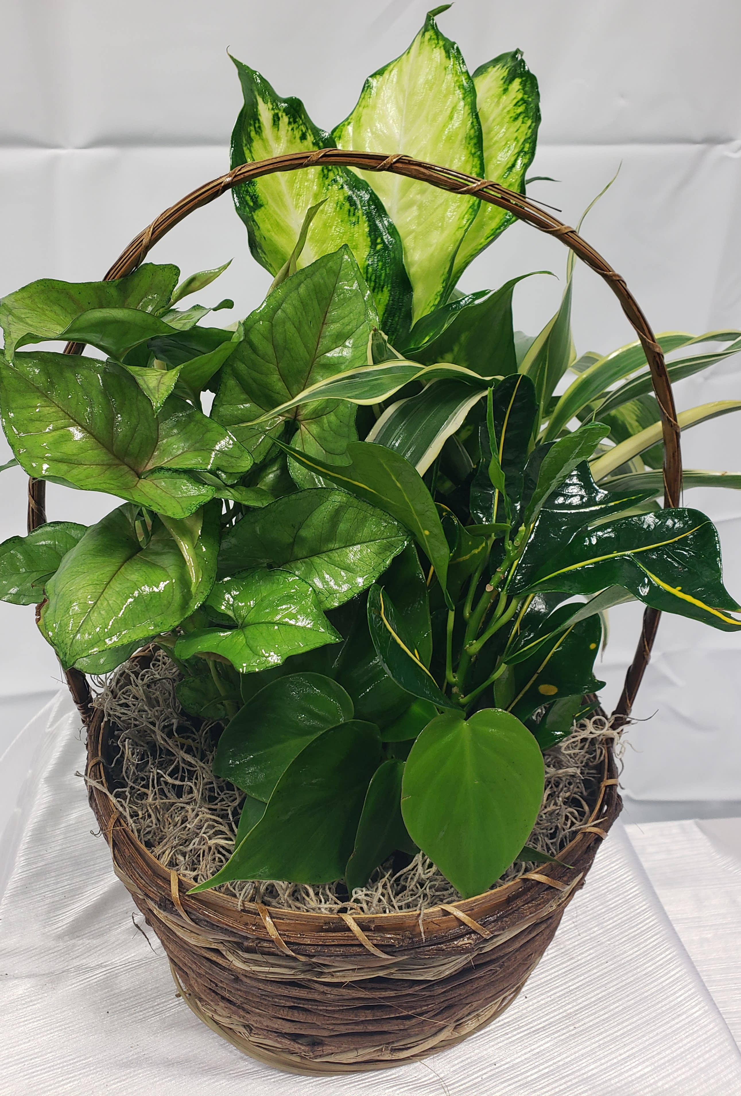 Basket of assorted green houseplants with a woven handle