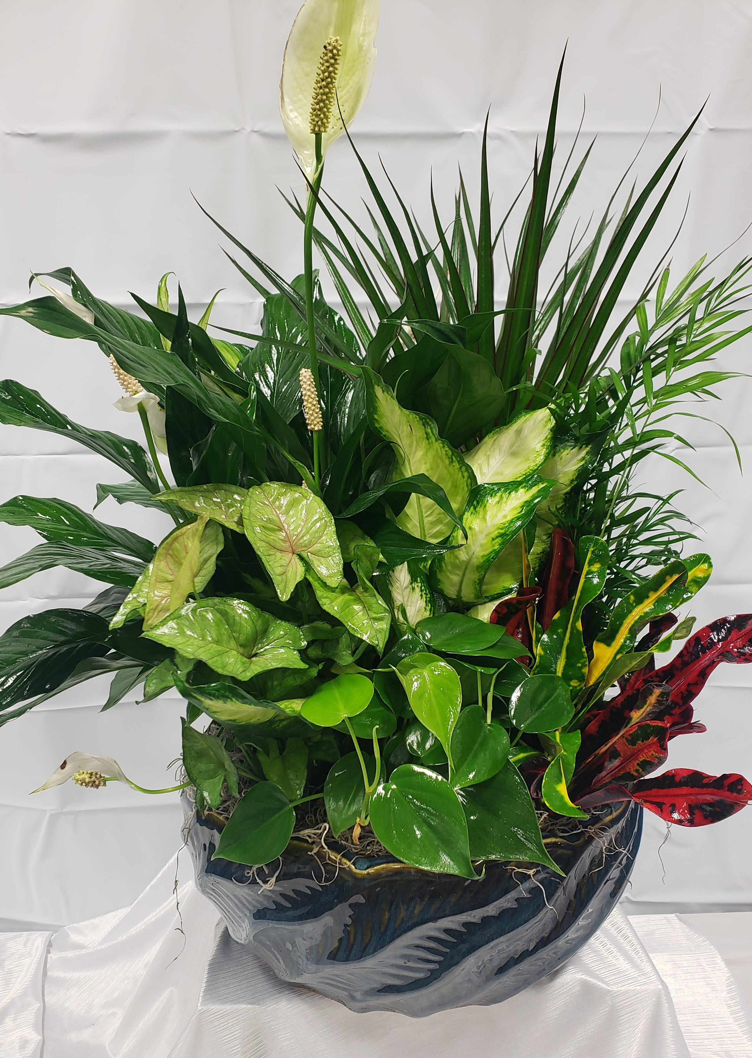 Tropical potted plant arrangement with glossy green and variegated leaves
