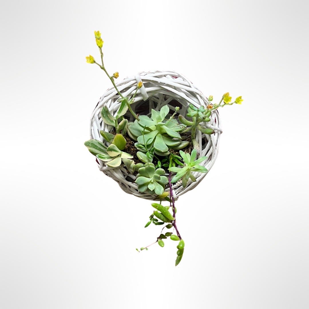 Hanging Succulent for Wall - A variety of succulents in a white wicker nest to hang on wall.