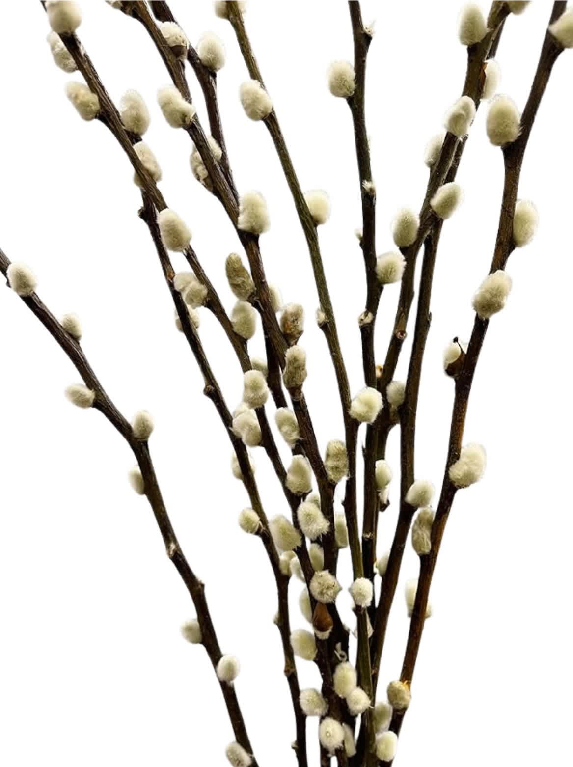 Bundle of pussy willow branches with soft catkins