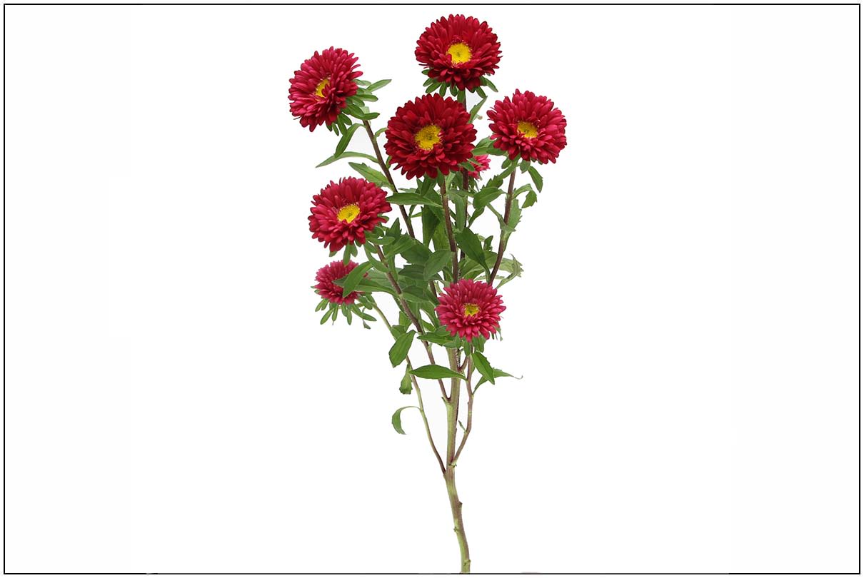 Single stem with red daisy-like blooms and yellow centers