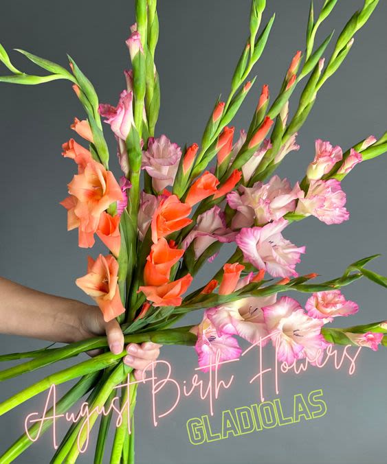 August Birthday Flowers - Assorted Colored Glads 