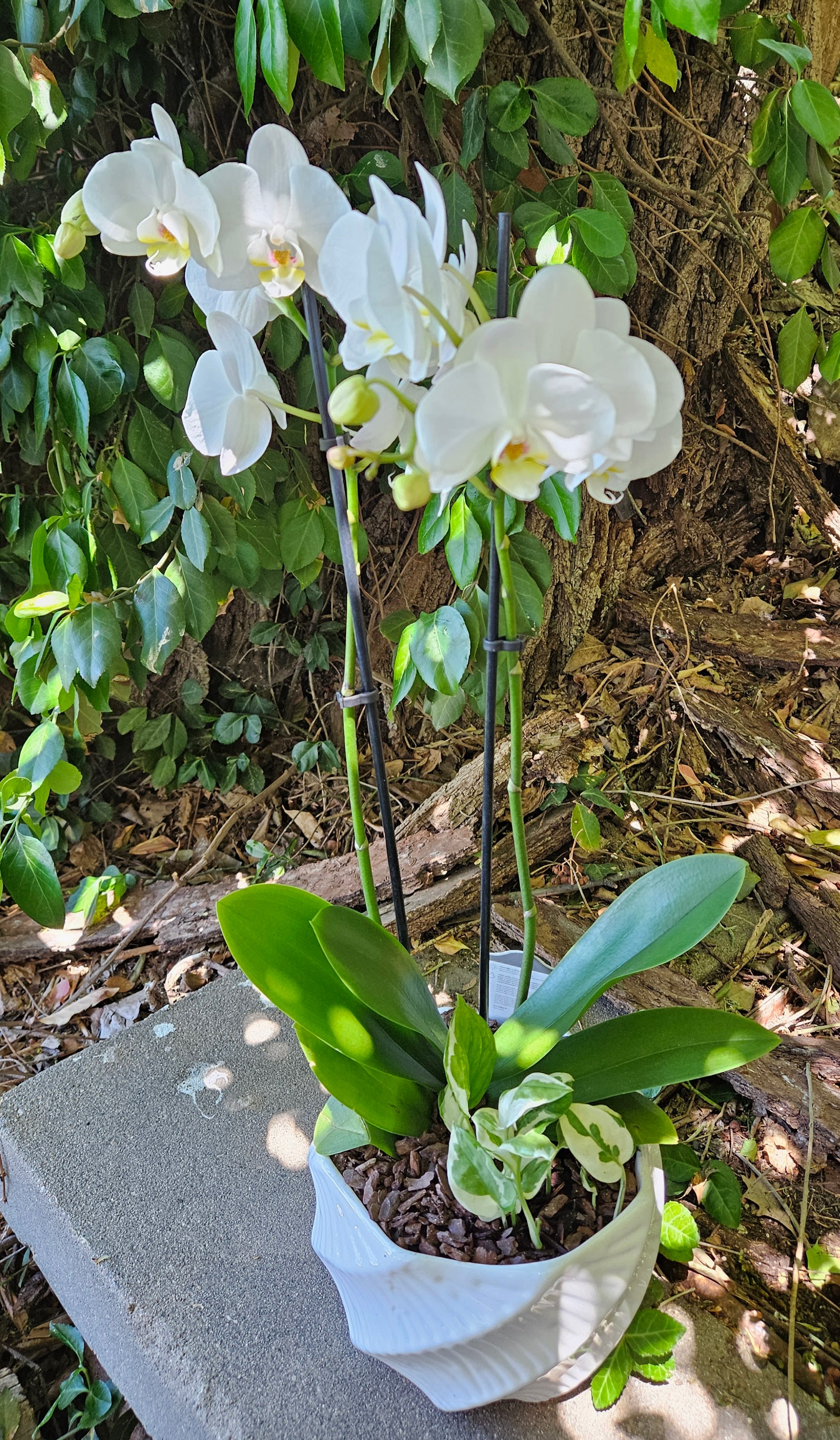 Pure White Orchid Garden - Elegant, timeless, and effortlessly refined, this white Phalaenopsis orchid garden is designed to bring modern luxury into any home or office. Featuring premium cascading white orchid blooms accented with lush green foliage and planted in a contemporary ceramic container, this orchid planter creates a clean sophisticated look perfect for sympathy gifts, birthdays, anniversaries, thank you gifts, corporate offices, or upscale interior décor.  The soft white blooms symbolize grace, peace, and elegance while offering long-lasting beauty far beyond traditional fresh flower arrangements. Professionally designed by the experienced floral designers at Purple Orchid Flowers and available for delivery throughout the Omaha metro area.