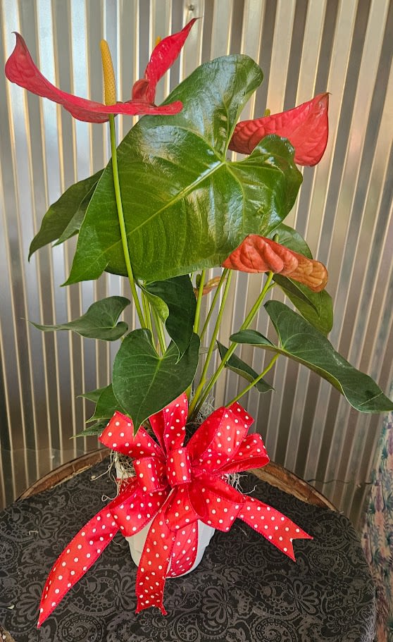 Red Anthurium Plant  - An easy care tropical plant that has Red blossoms 
