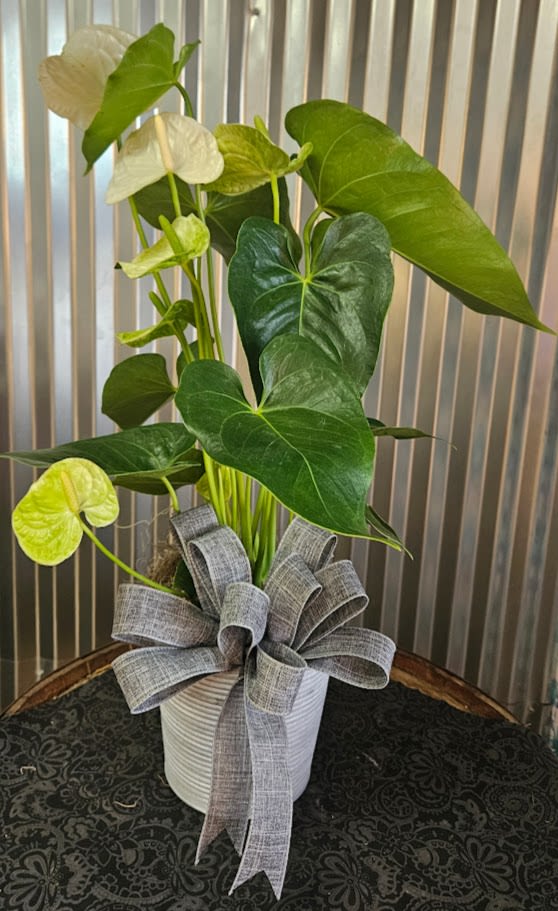 White Anthurium plant - A unique White Anthurium Plant is an easy care plant. 