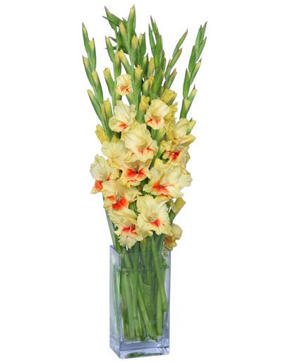 Day in the Sun By FSN  - Gladiolus are the Birth Flower for August.  *** Yellow Glads Color may vary****