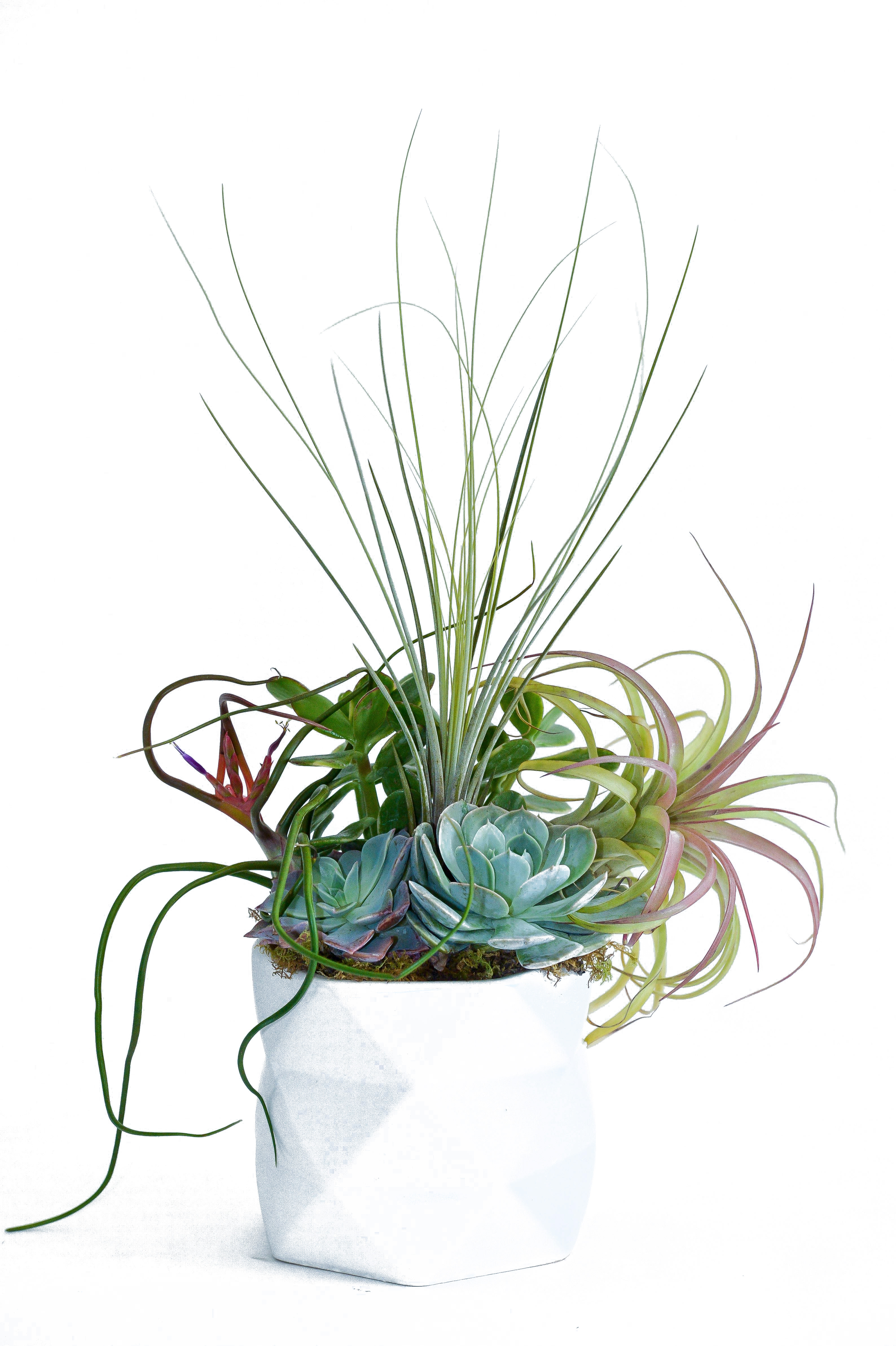 Succulent and air plant arrangement in a white pot