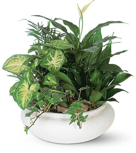 Mixed green houseplants arranged in a white bowl planter