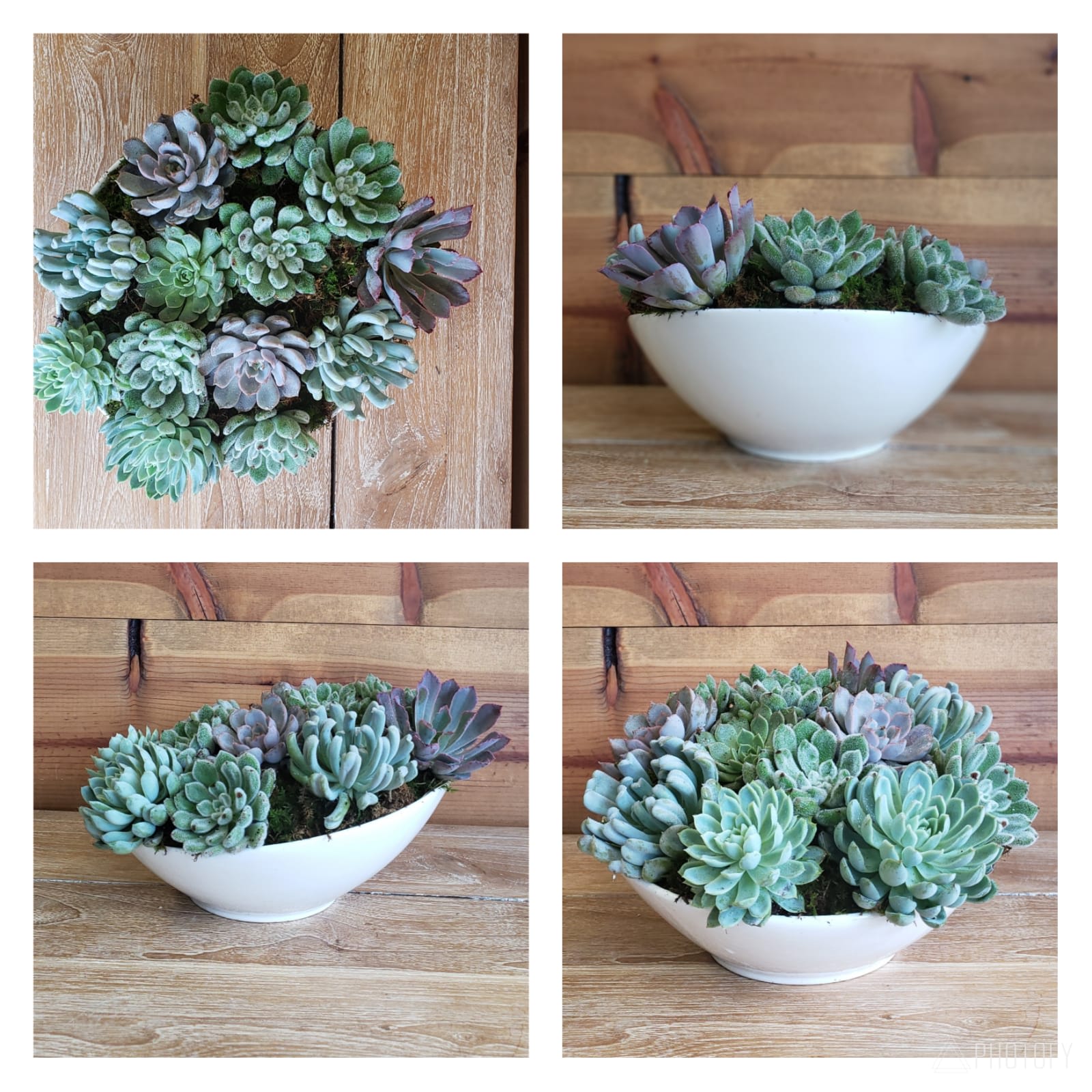 White bowl planter filled with assorted succulents