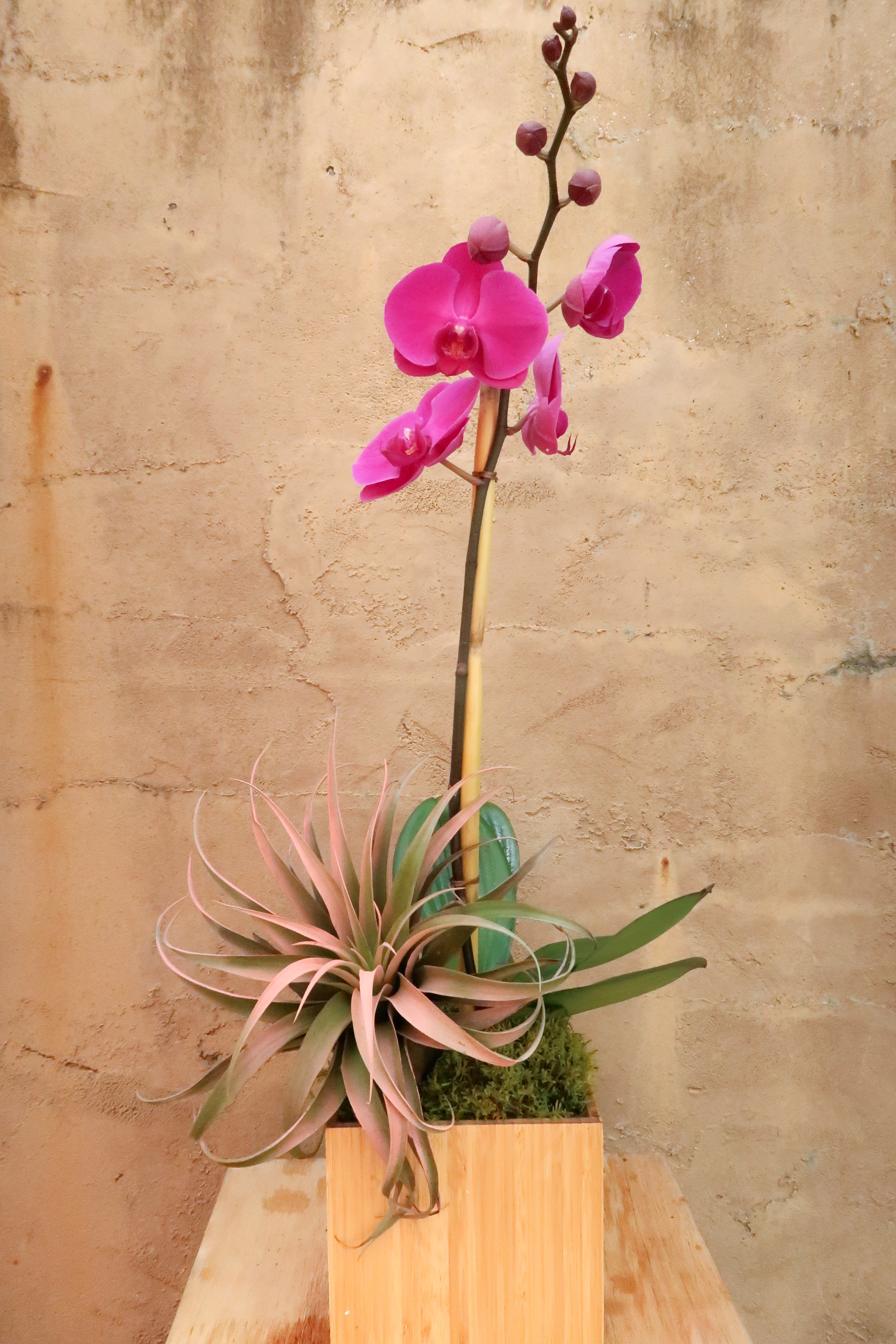 Pink orchid arrangement with air plants in a wooden container