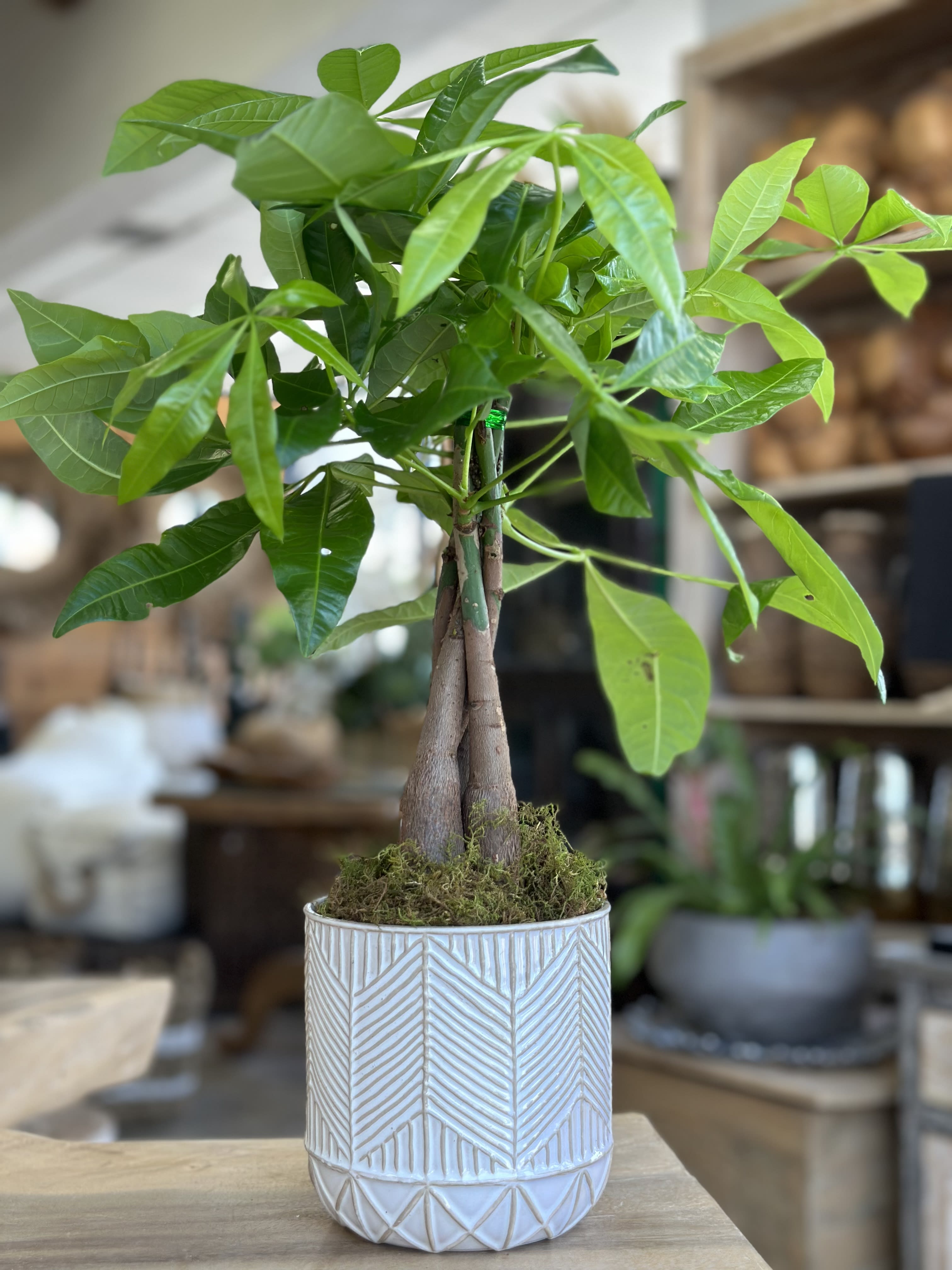 Potted money tree plant in a patterned white ceramic pot