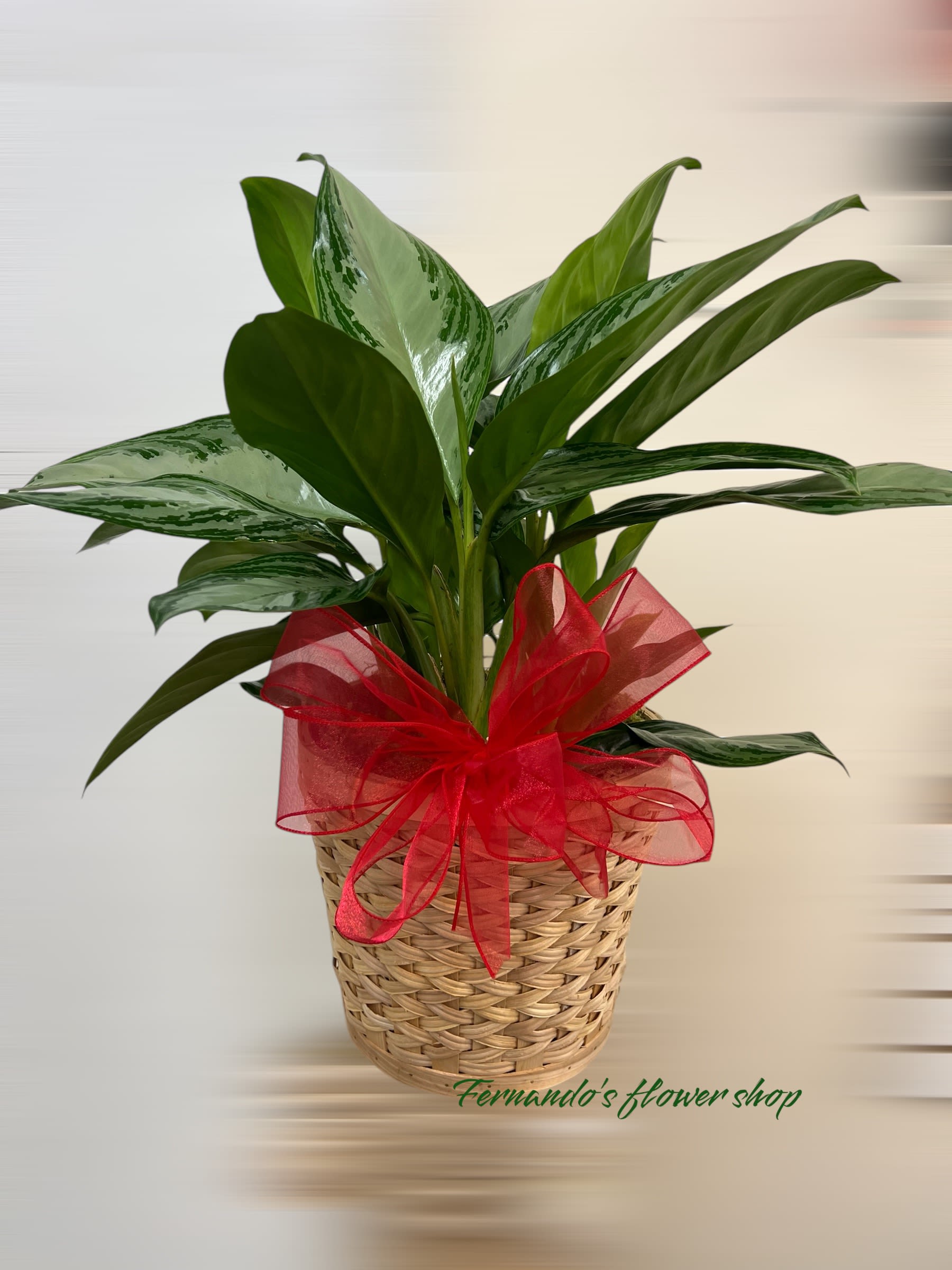 Potted green foliage plant in a woven basket with a large red bow.