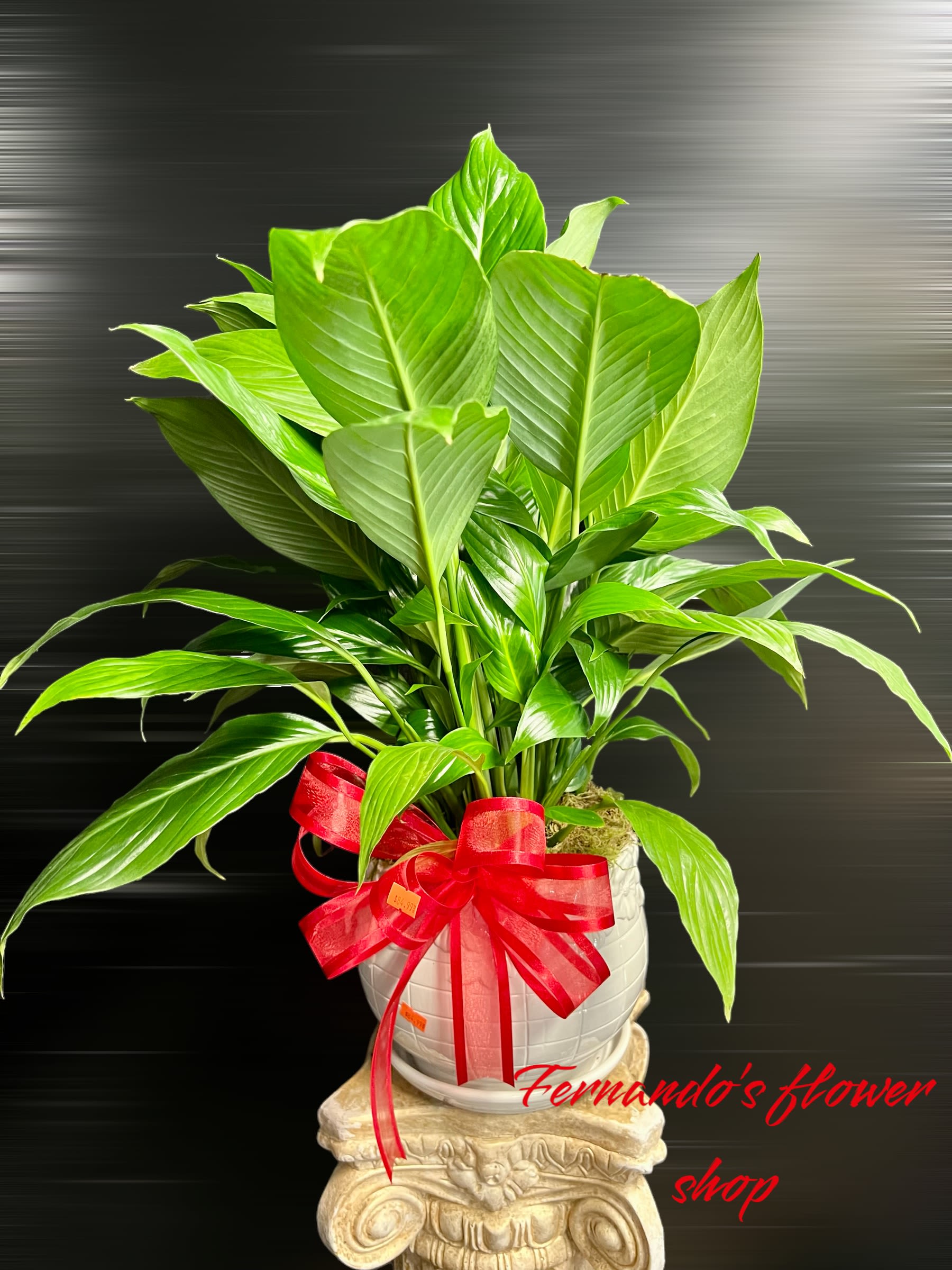 Green potted plant with a red bow in a white pot on an ornate pedestal