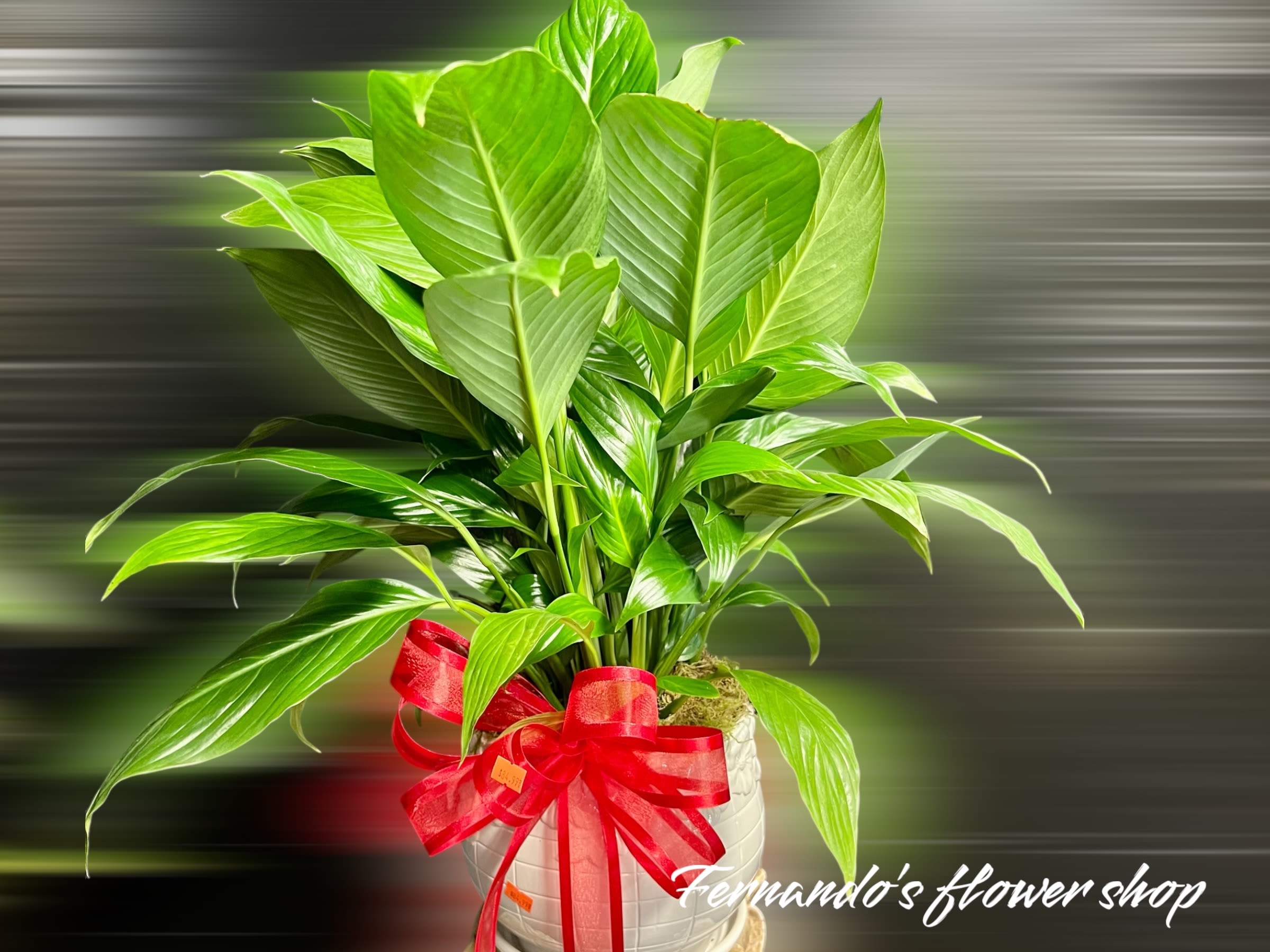 Tall green potted plant with large leaves and a red ribbon on a white pot